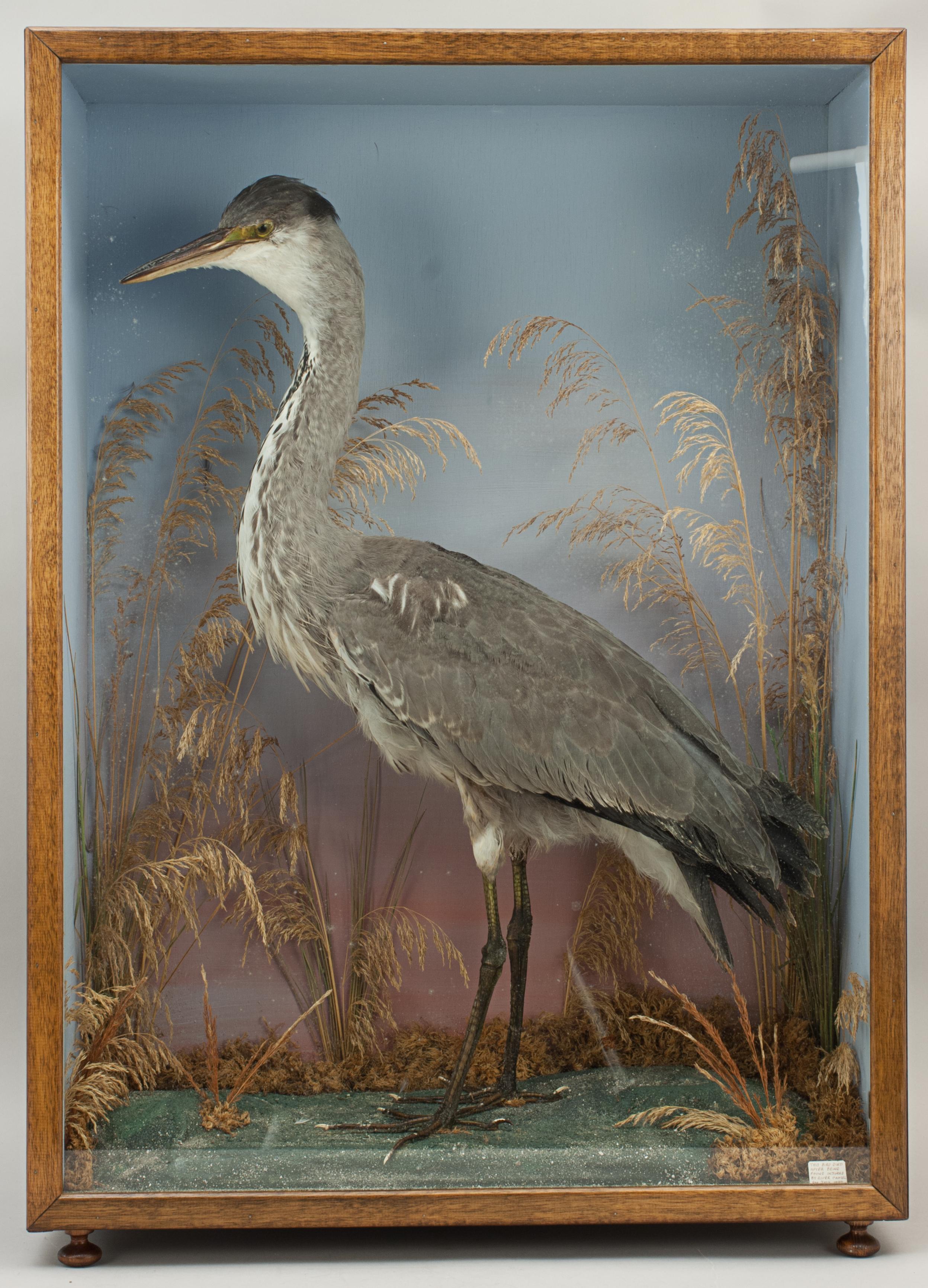 taxidermy heron for sale