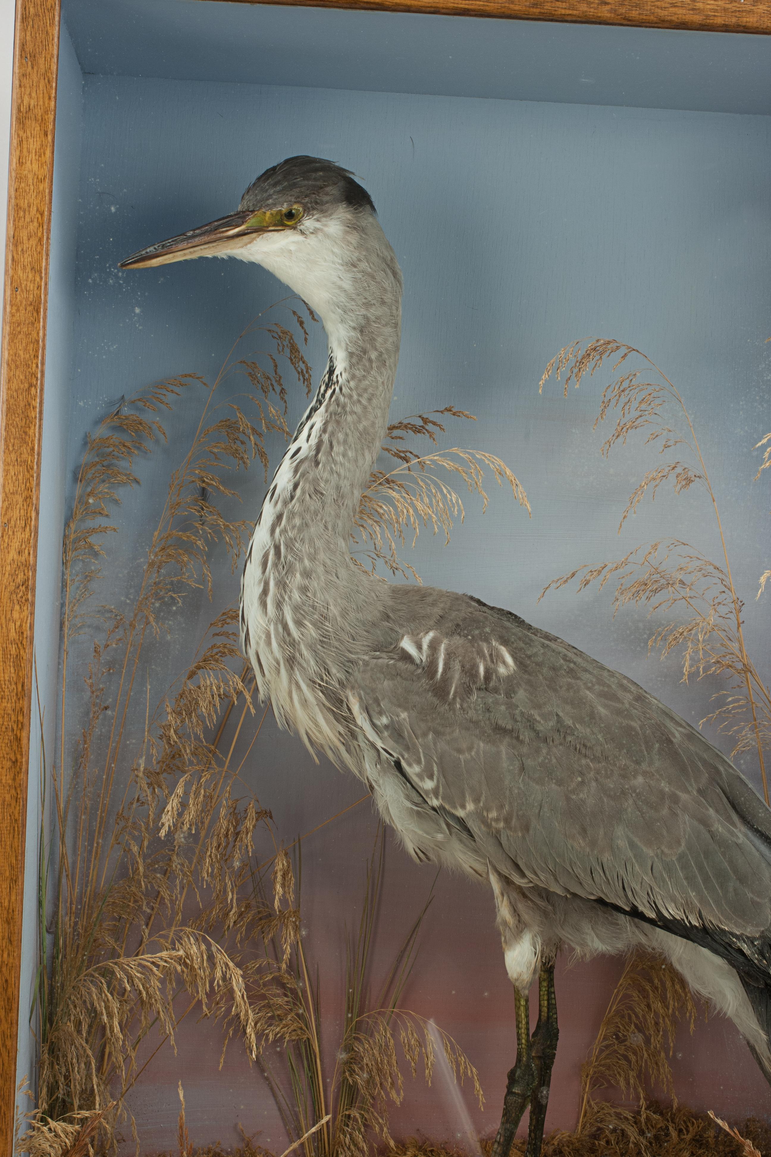 heron taxidermy
