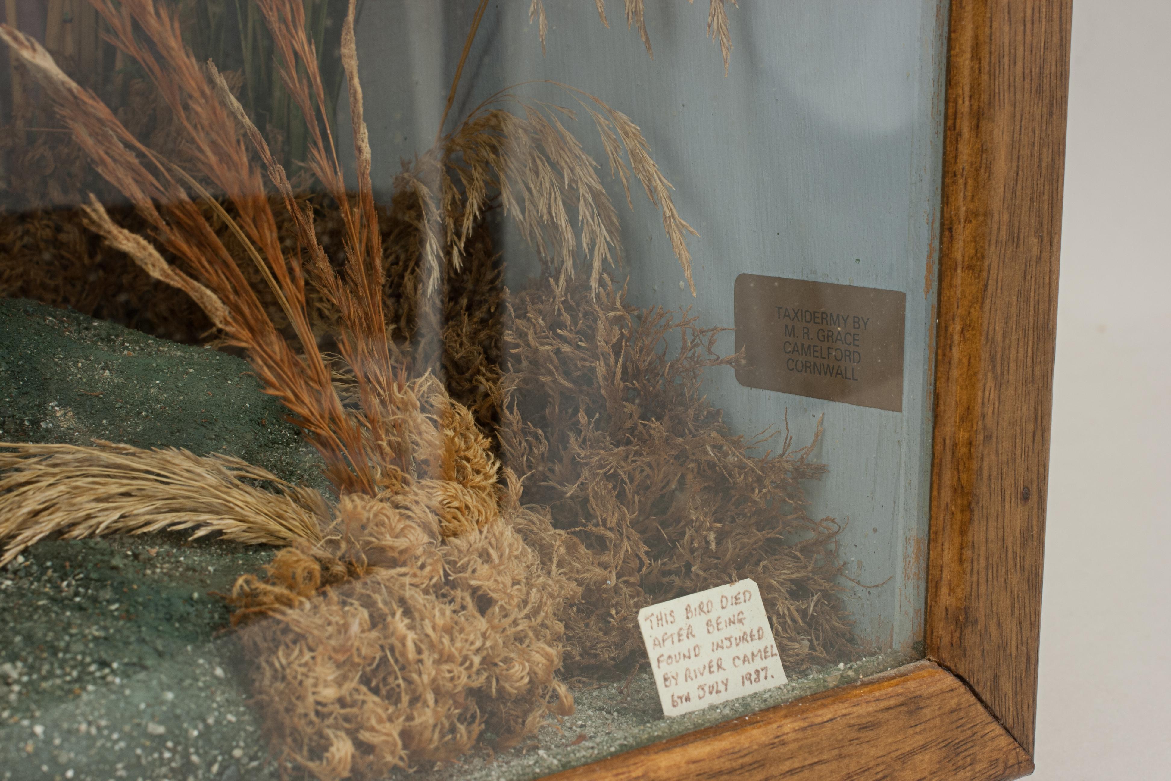 Sporting Art Vintage Taxidermy, Cased Heron with Naturalistic Background
