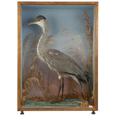 Vintage Taxidermy, Cased Heron with Naturalistic Background