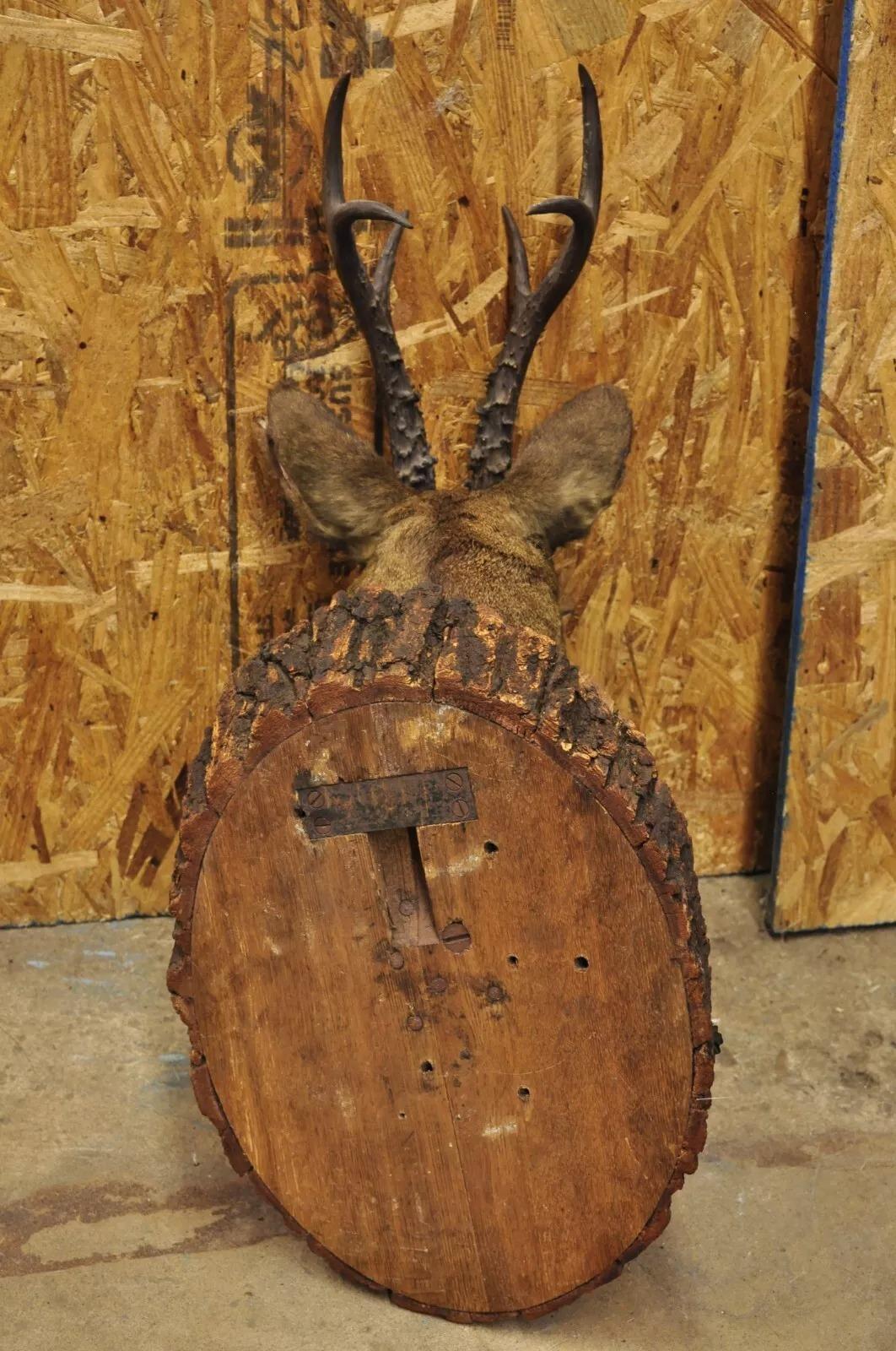 Vintage Taxidermy Deer Shoulder Mount Wall Decor w/ Metal Leaves (R&L) - a Pair For Sale 3