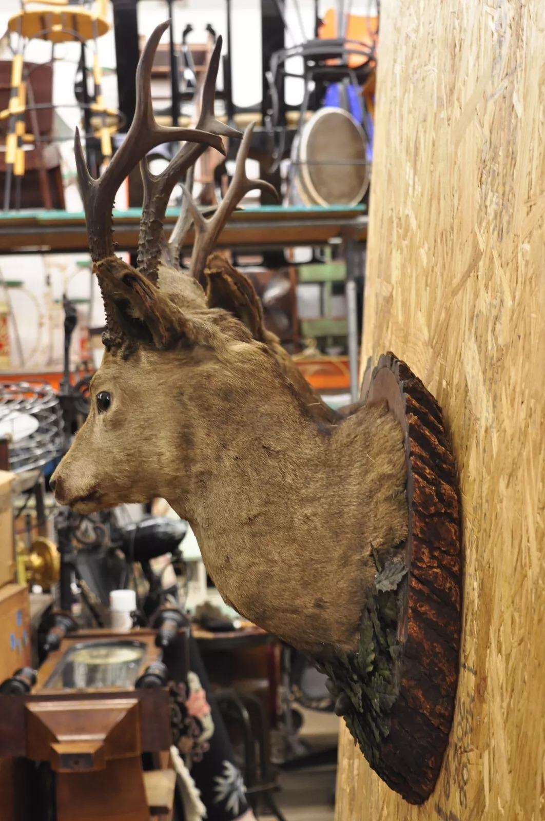 Vintage Taxidermy Deer Shoulder Mount Wall Decor w/ Metal Leaves (R&L) - a Pair For Sale 4
