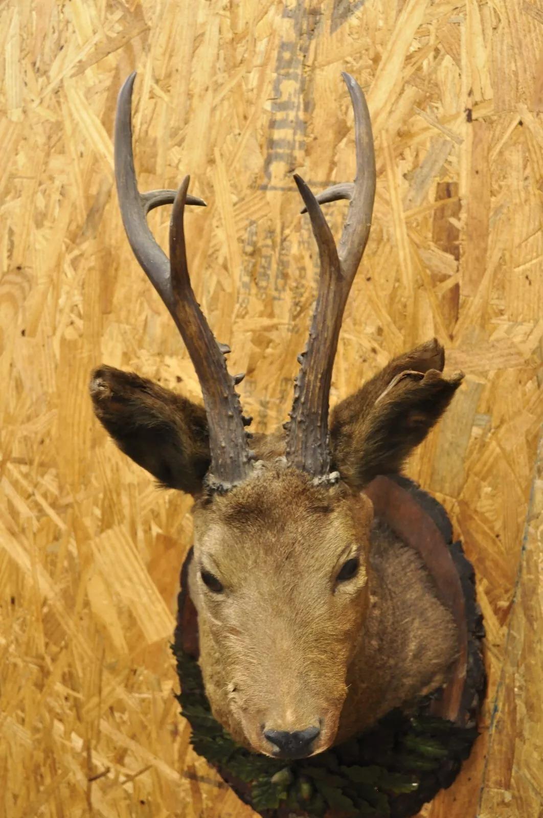 Vintage Taxidermy Deer Shoulder Mount Wall Decor w/ Metal Leaves (R&L) - a Pair For Sale 7