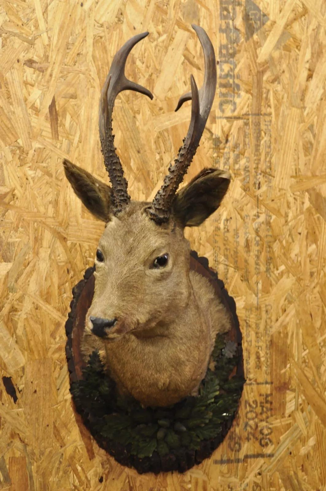 Rustic Vintage Taxidermy Deer Shoulder Mount Wall Decor w/ Metal Leaves (R&L) - a Pair For Sale