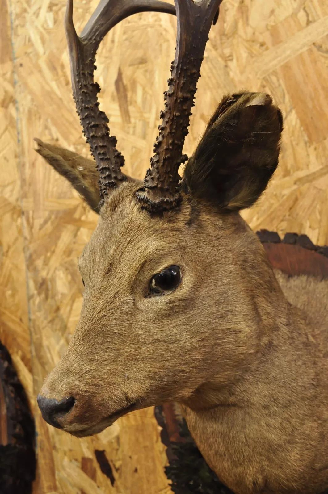 Unknown Vintage Taxidermy Deer Shoulder Mount Wall Decor w/ Metal Leaves (R&L) - a Pair For Sale