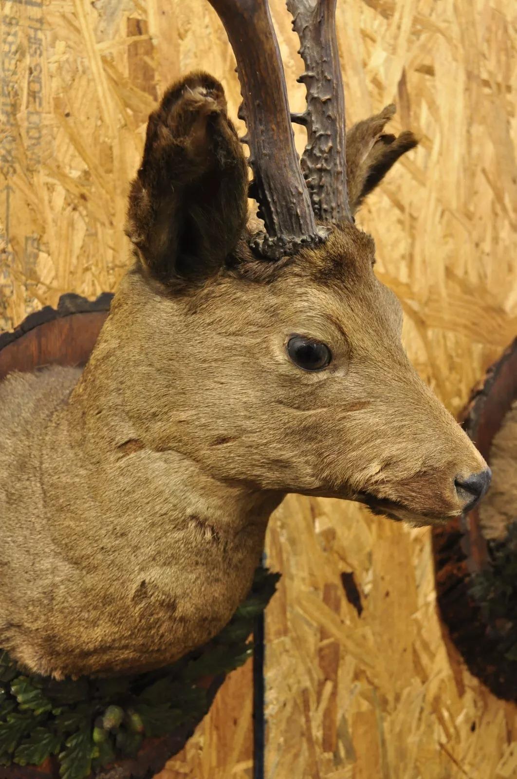 20th Century Vintage Taxidermy Deer Shoulder Mount Wall Decor w/ Metal Leaves (R&L) - a Pair For Sale