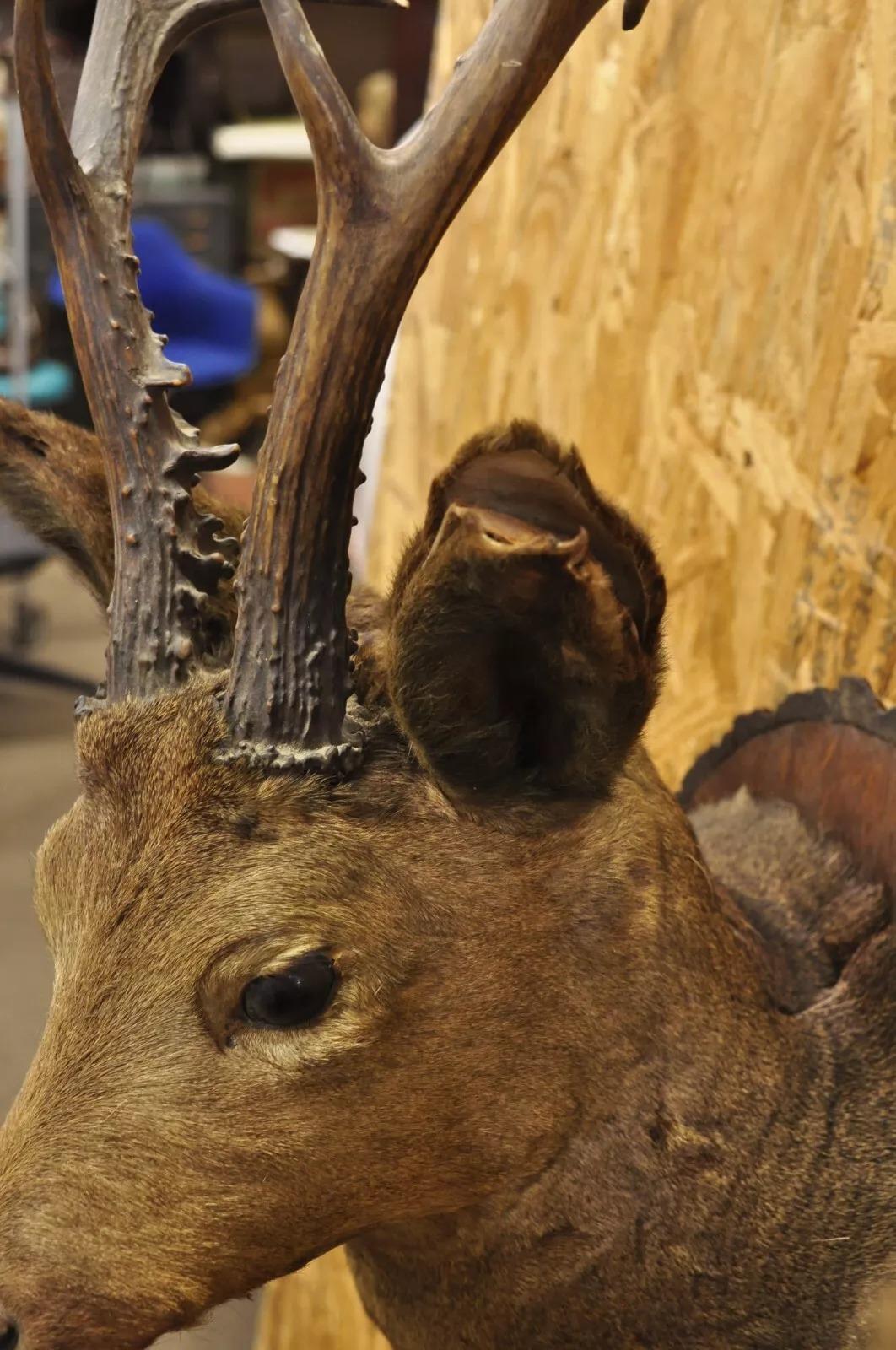 Vintage Taxidermy Deer Shoulder Mount Wall Decor w/ Metal Leaves (R&L) - a Pair For Sale 2
