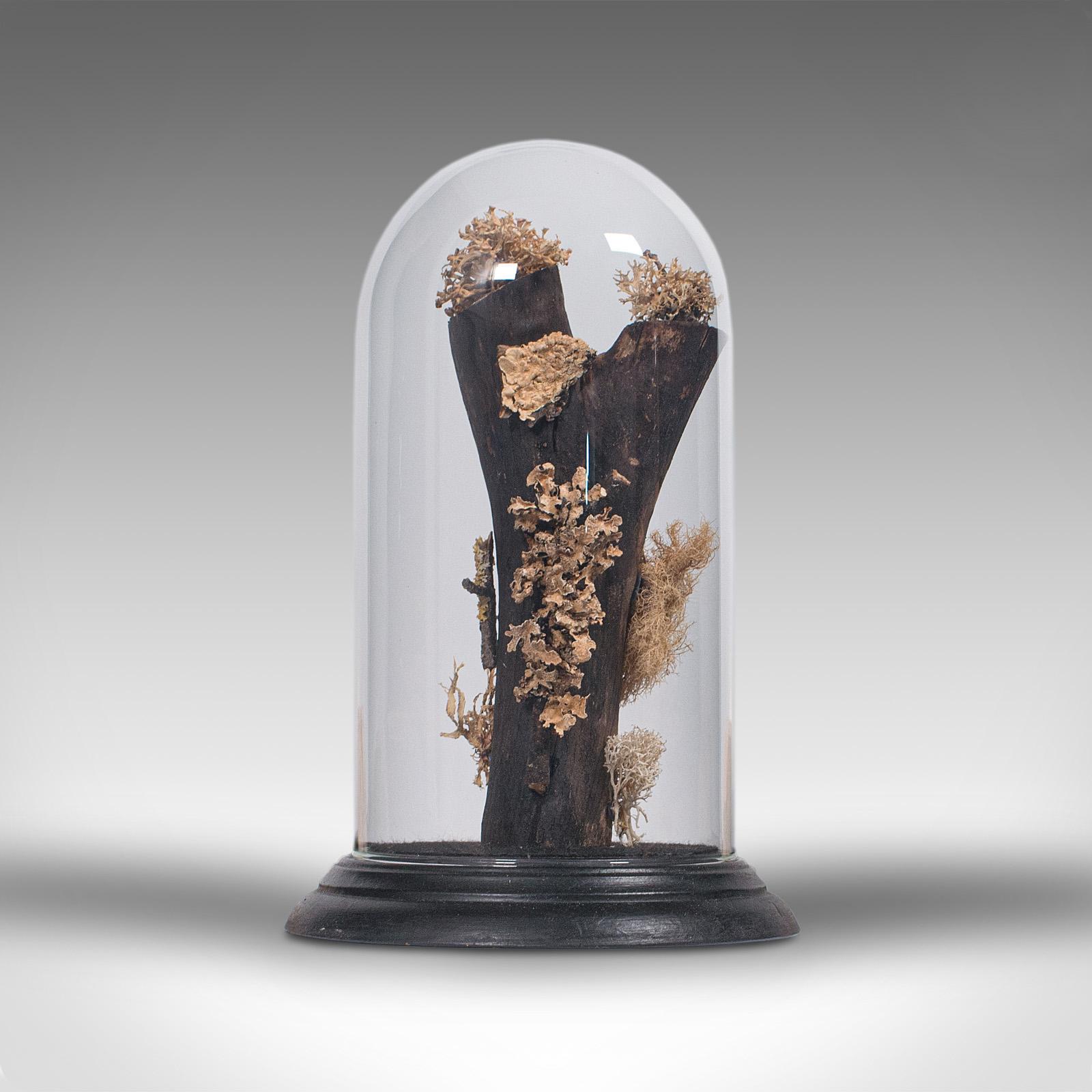 taxidermy dome