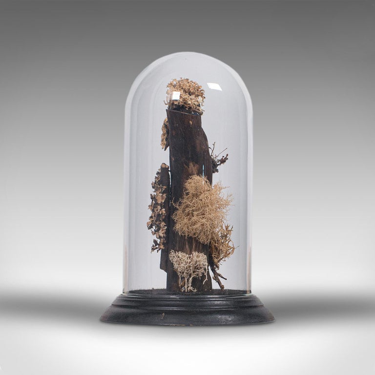 Vintage Taxidermy Display Dome, Glass, Specimen, Moss, Lichen, Late 20th Century For Sale 1
