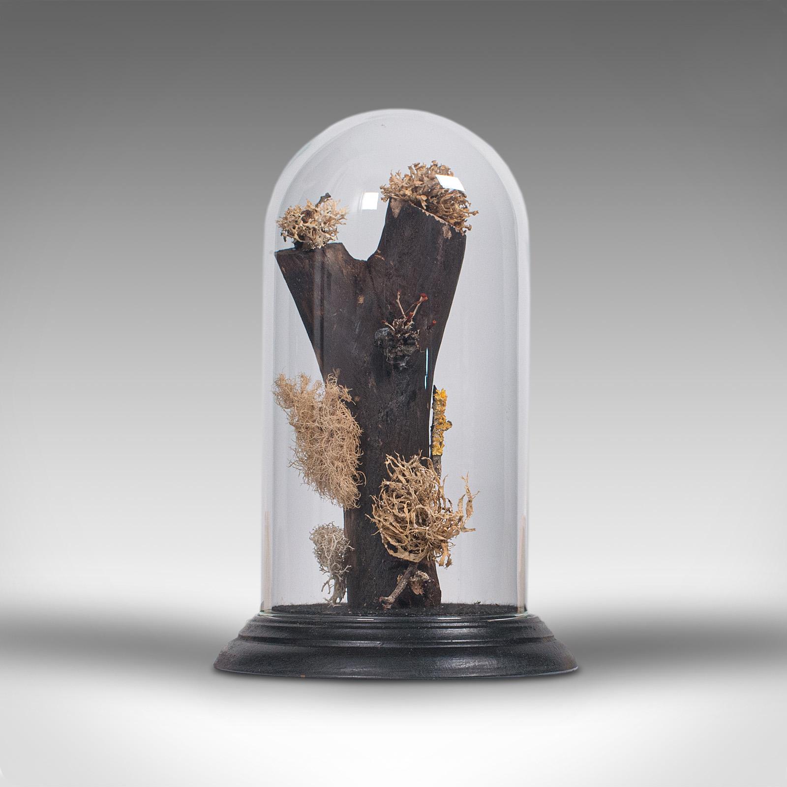 German Vintage Taxidermy Display Dome, Glass, Specimen, Moss, Lichen, Late 20th Century For Sale