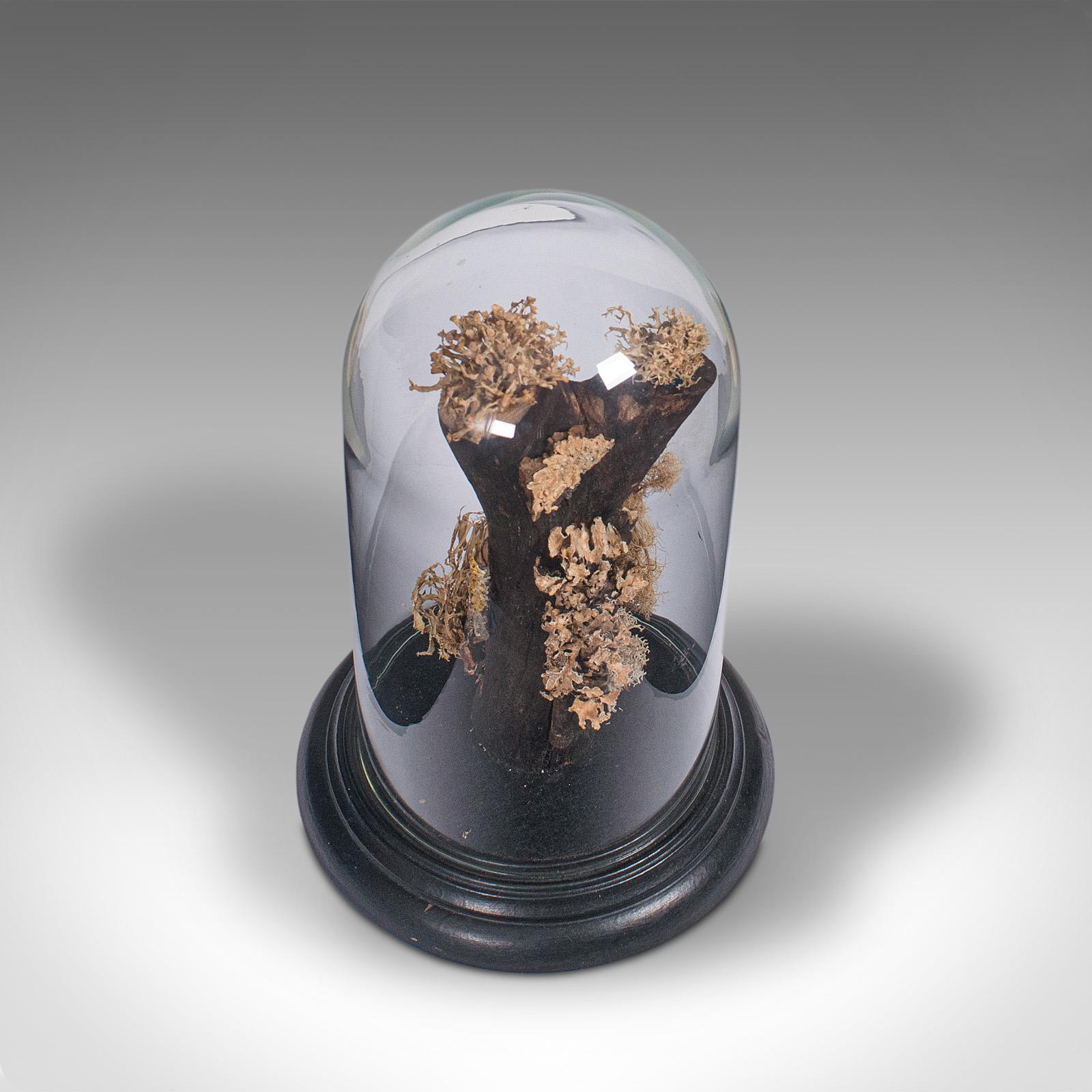 Vintage Taxidermy Display Dome, Glass, Specimen, Moss, Lichen, Late 20th Century In Good Condition In Hele, Devon, GB