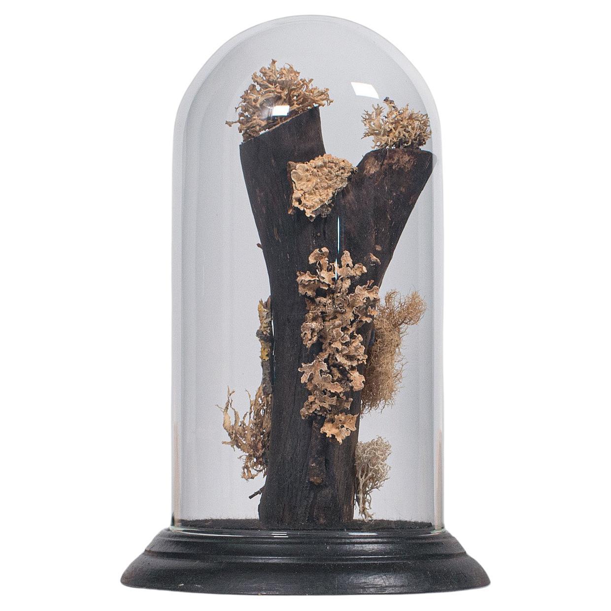 Vintage Taxidermy Display Dome, Glass, Specimen, Moss, Lichen, Late 20th Century