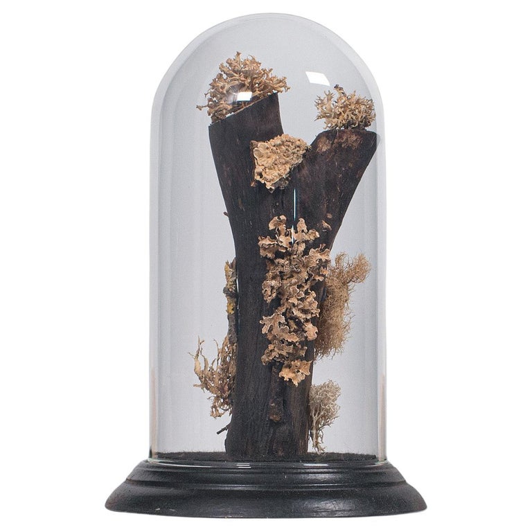 Vintage Taxidermy Display Dome, Glass, Specimen, Moss, Lichen, Late 20th Century For Sale
