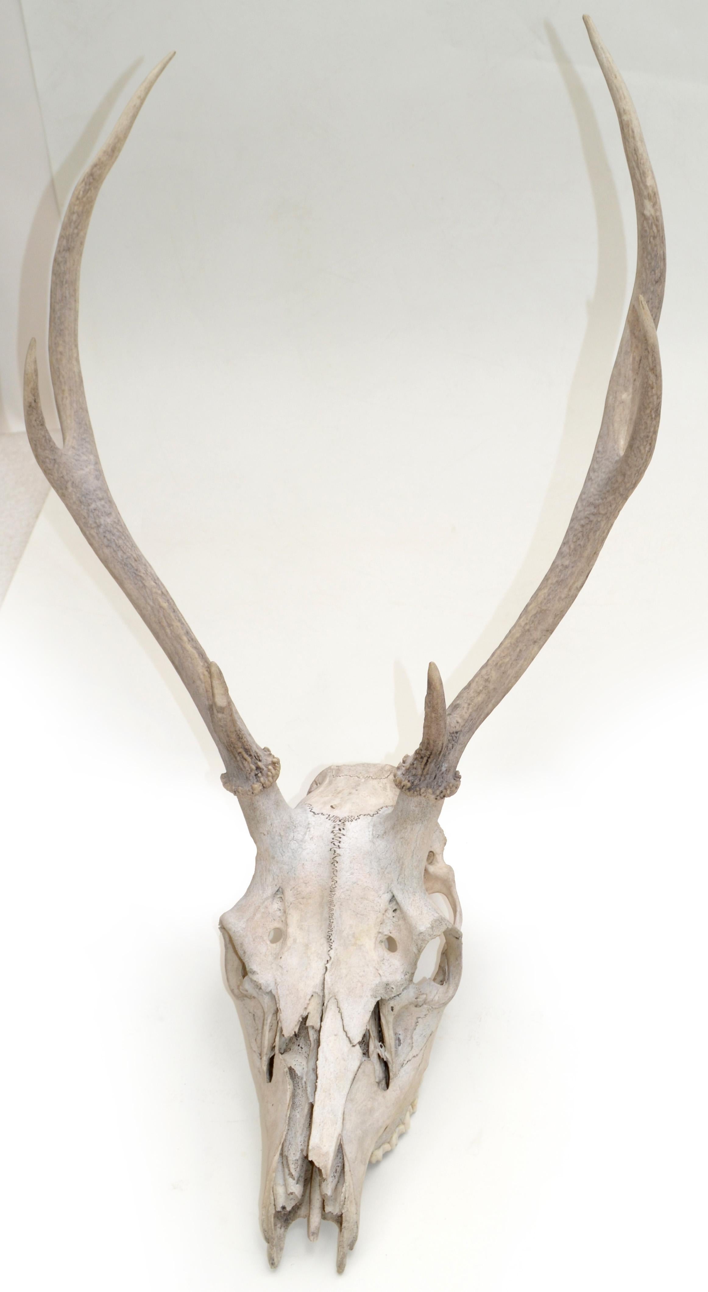 Great piece all original forrest Deer antlers, horns.
Unknown Artist.