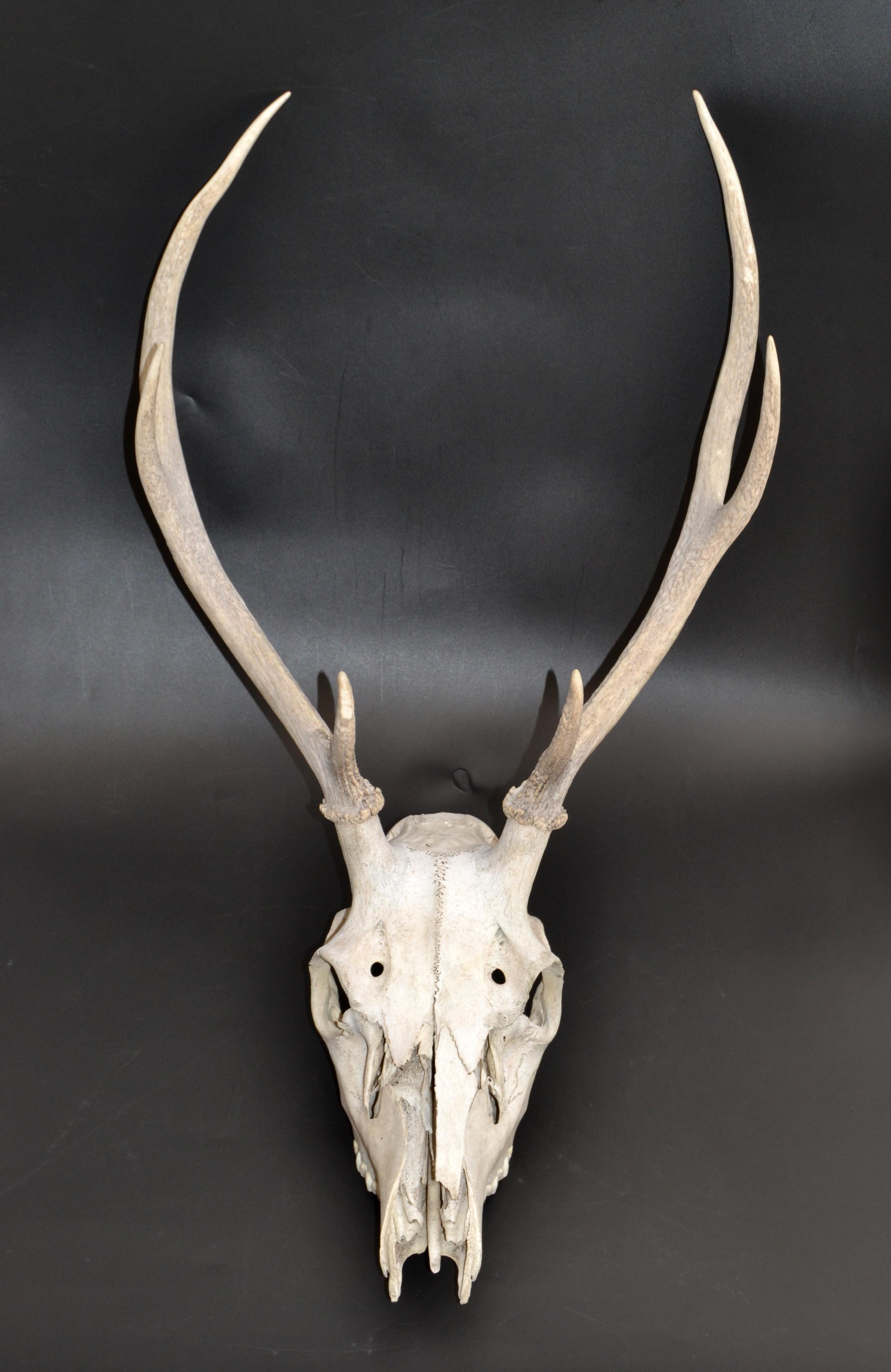 old China Handmade natural antlers skull Bracelets 