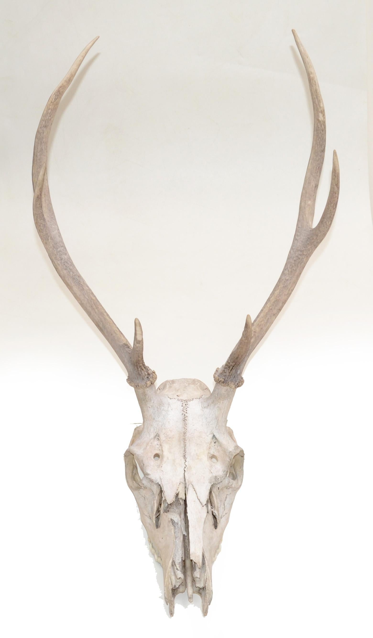 Vintage Taxidermy Forrest Deer Antlers Horns Folk Art 1