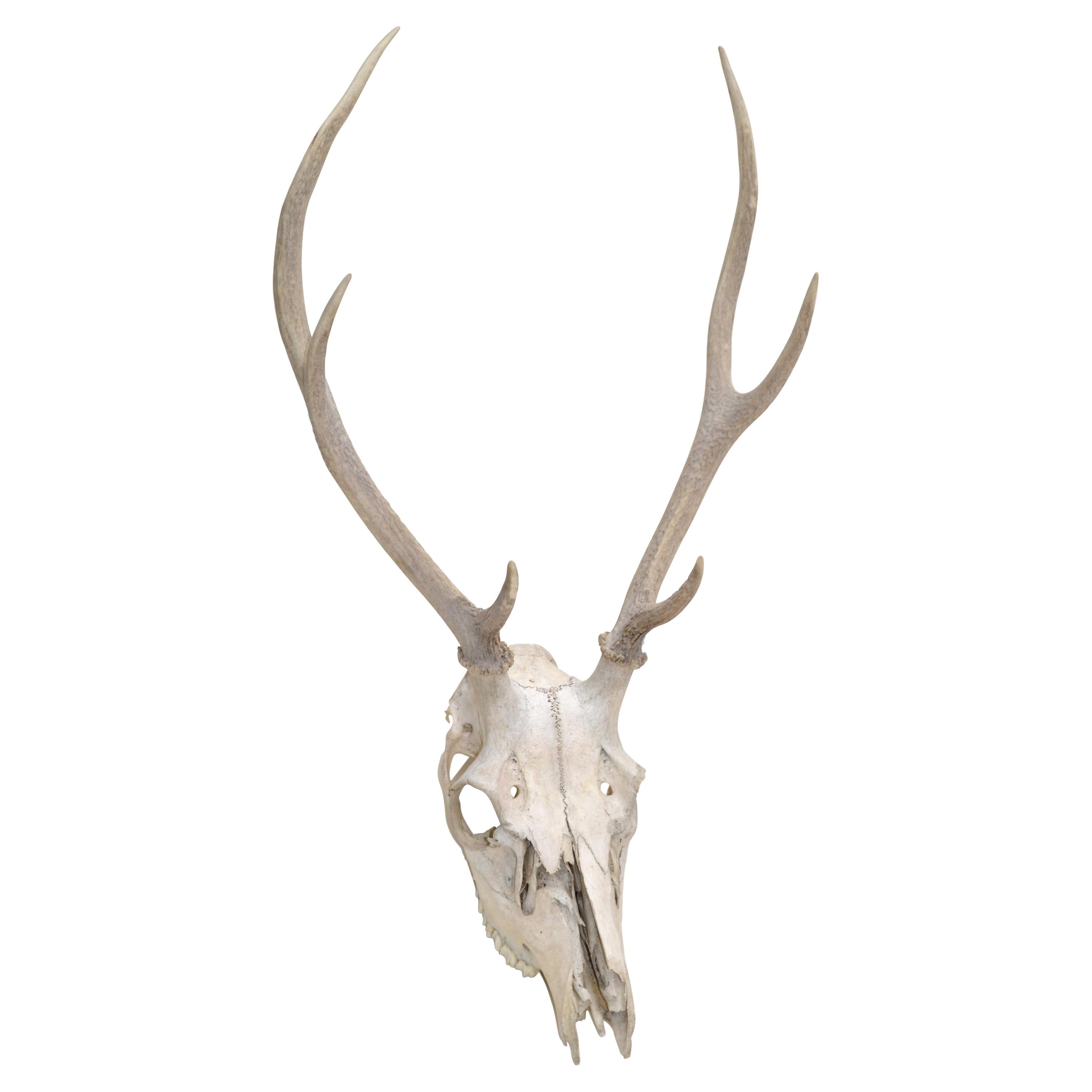 Vintage Taxidermy Forrest Deer Antlers Horns Folk Art