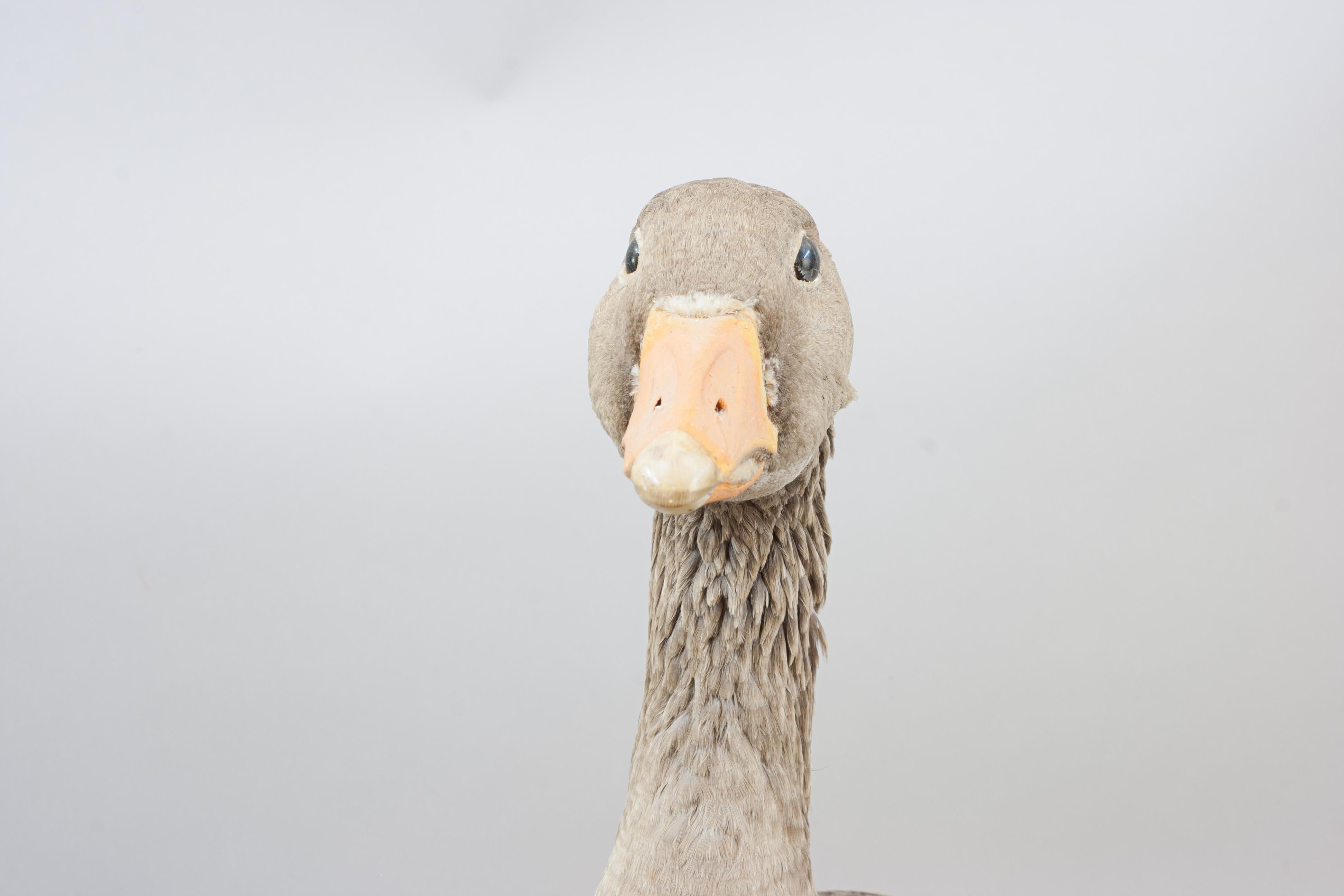 Vintage Taxidermy Goose For Sale 4