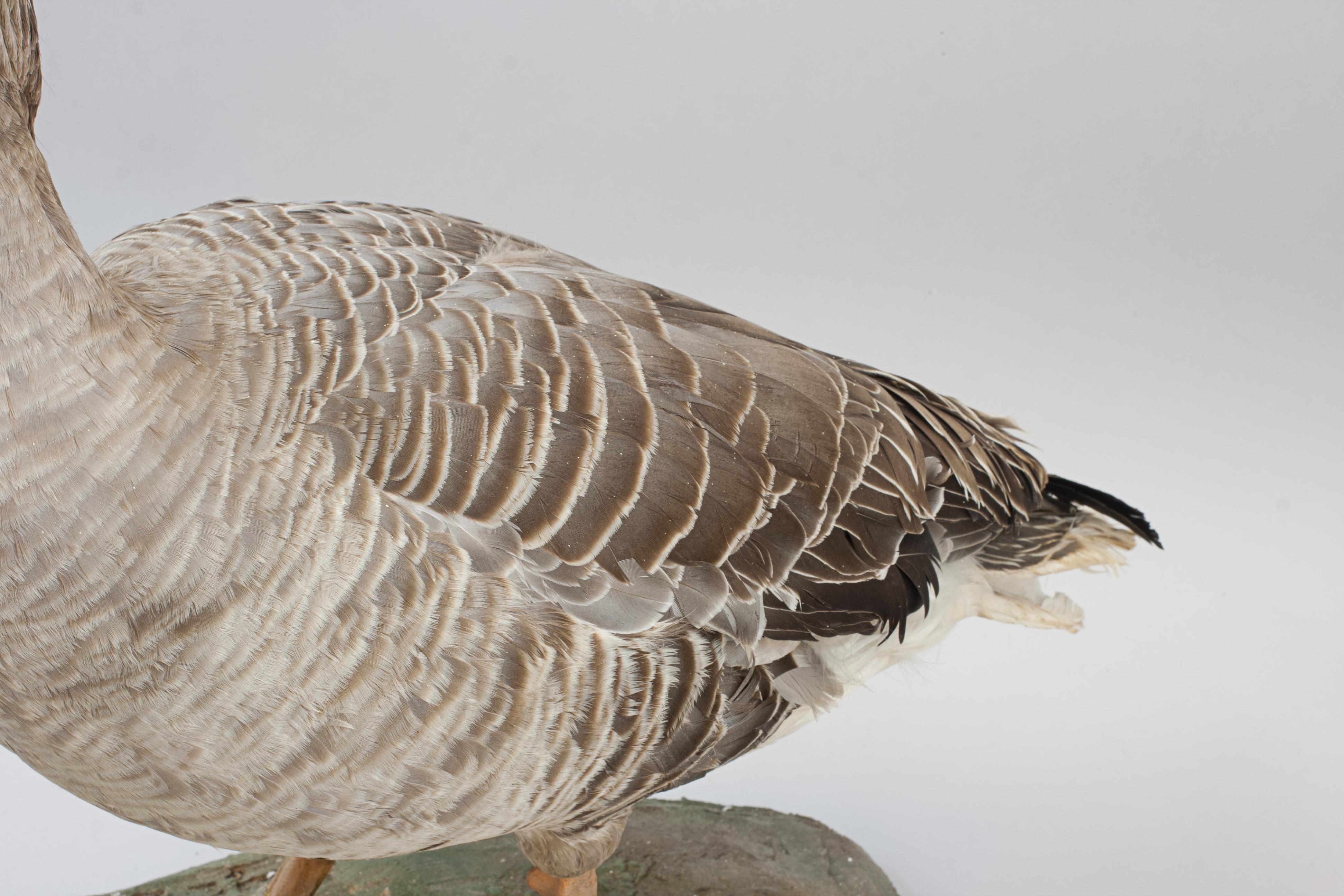 Vintage Taxidermy Goose For Sale 5
