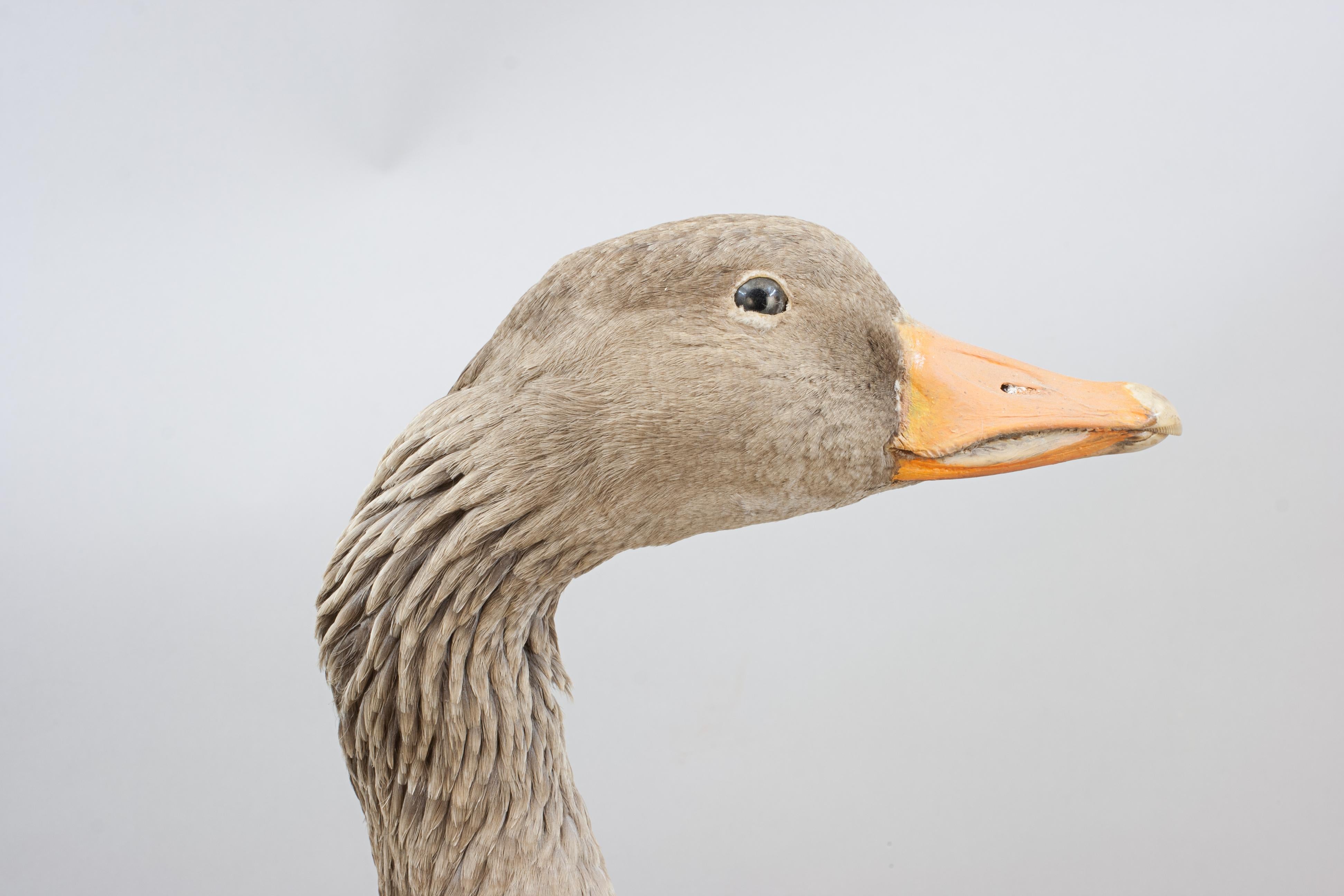 Vintage Taxidermy Goose For Sale 7