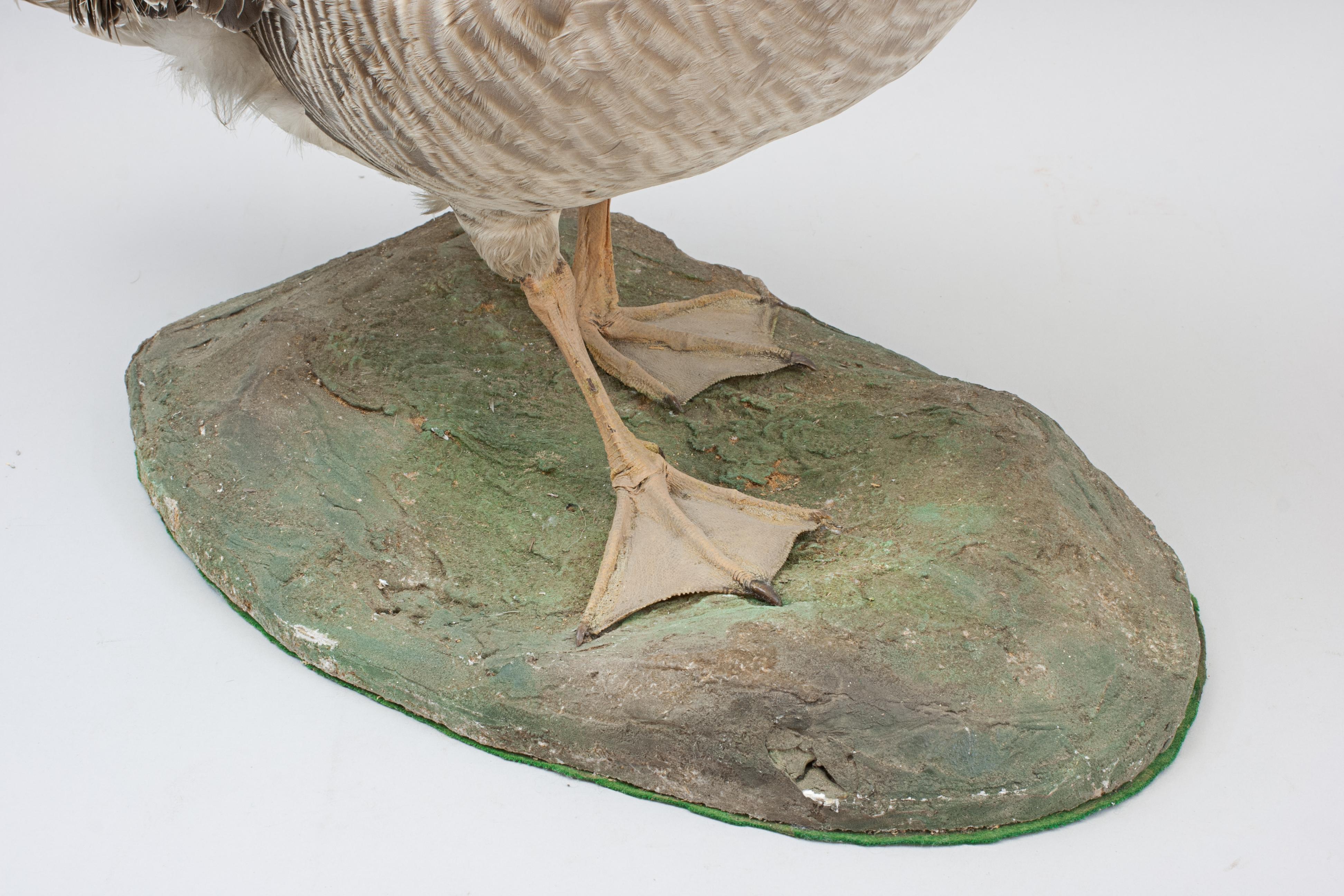 Vintage Taxidermy Goose For Sale 8