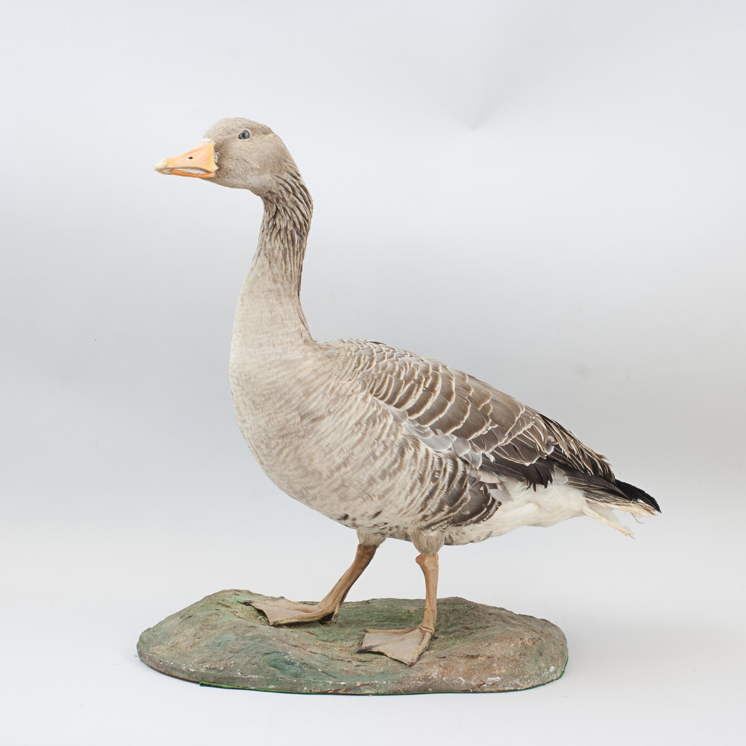 Vintage Taxidermy Goose For Sale 9