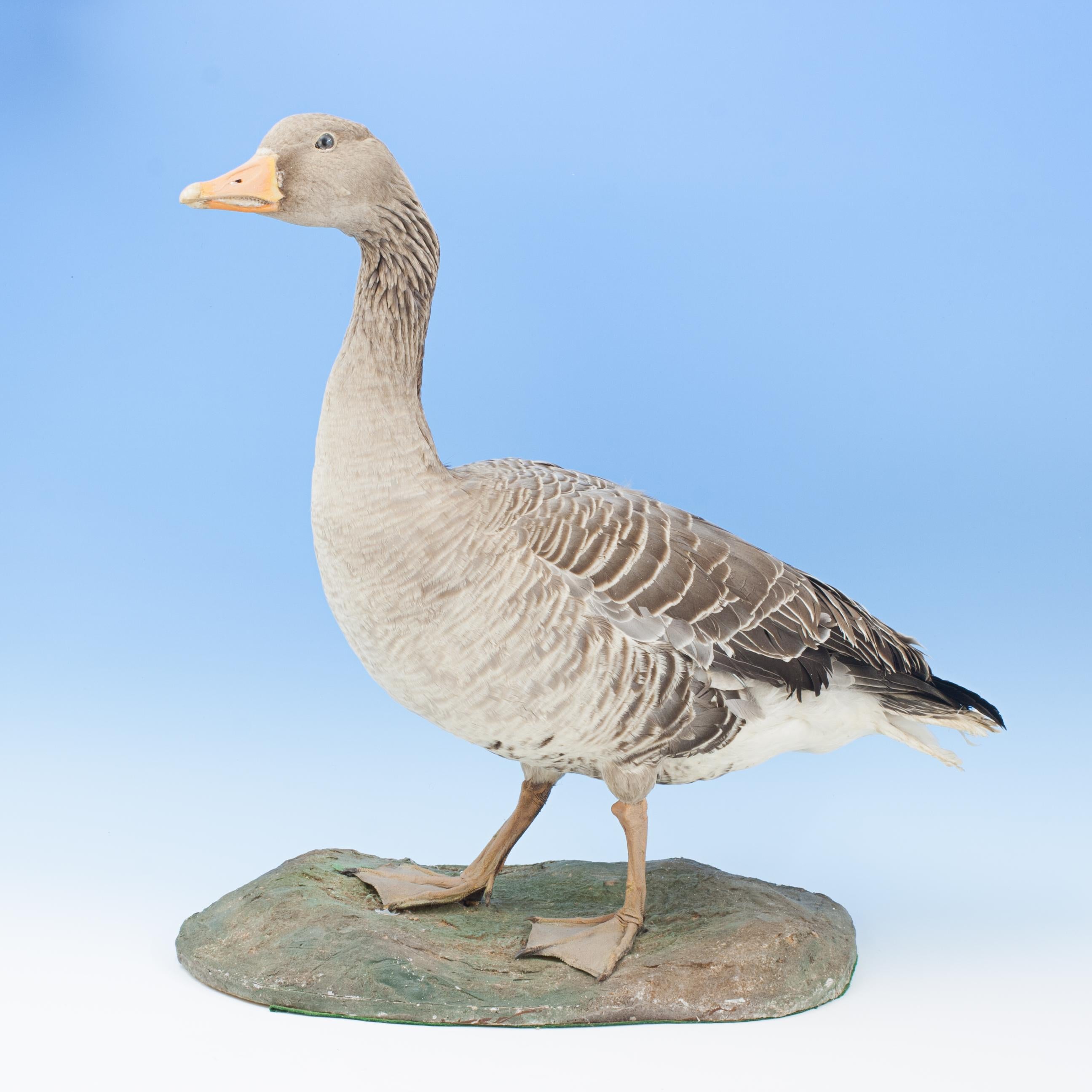 Vintage Waterfowl Taxidermy.
A good Greylag (Graylag) Goose Taxidermy, full mount stood upon simulated groundwork, taxidermist unknown. The plumage on the greylag goose is greyish brown, slightly faded, but in good condition.

Dimensions:

Height
60