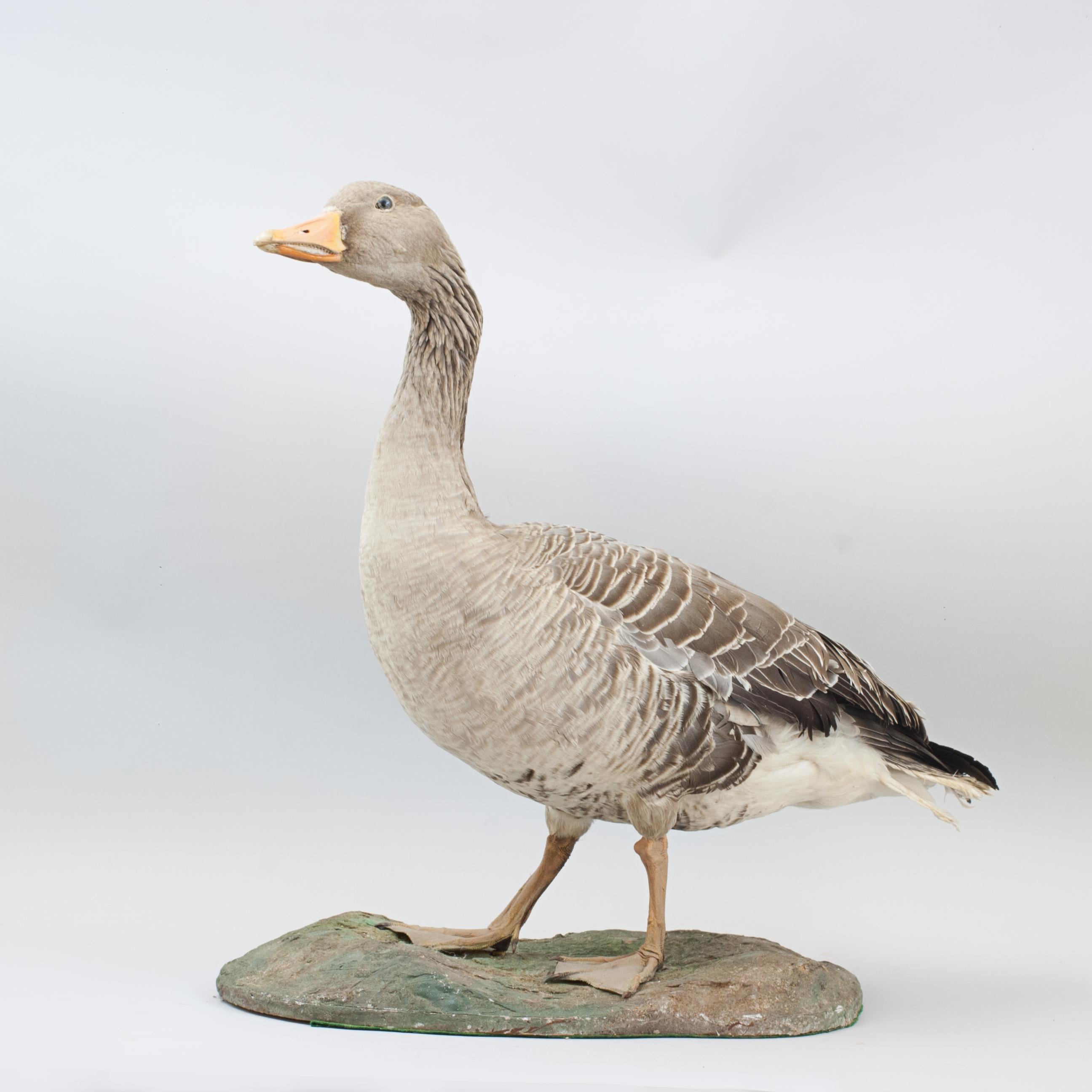 Vintage Taxidermy Goose In Good Condition For Sale In Oxfordshire, GB