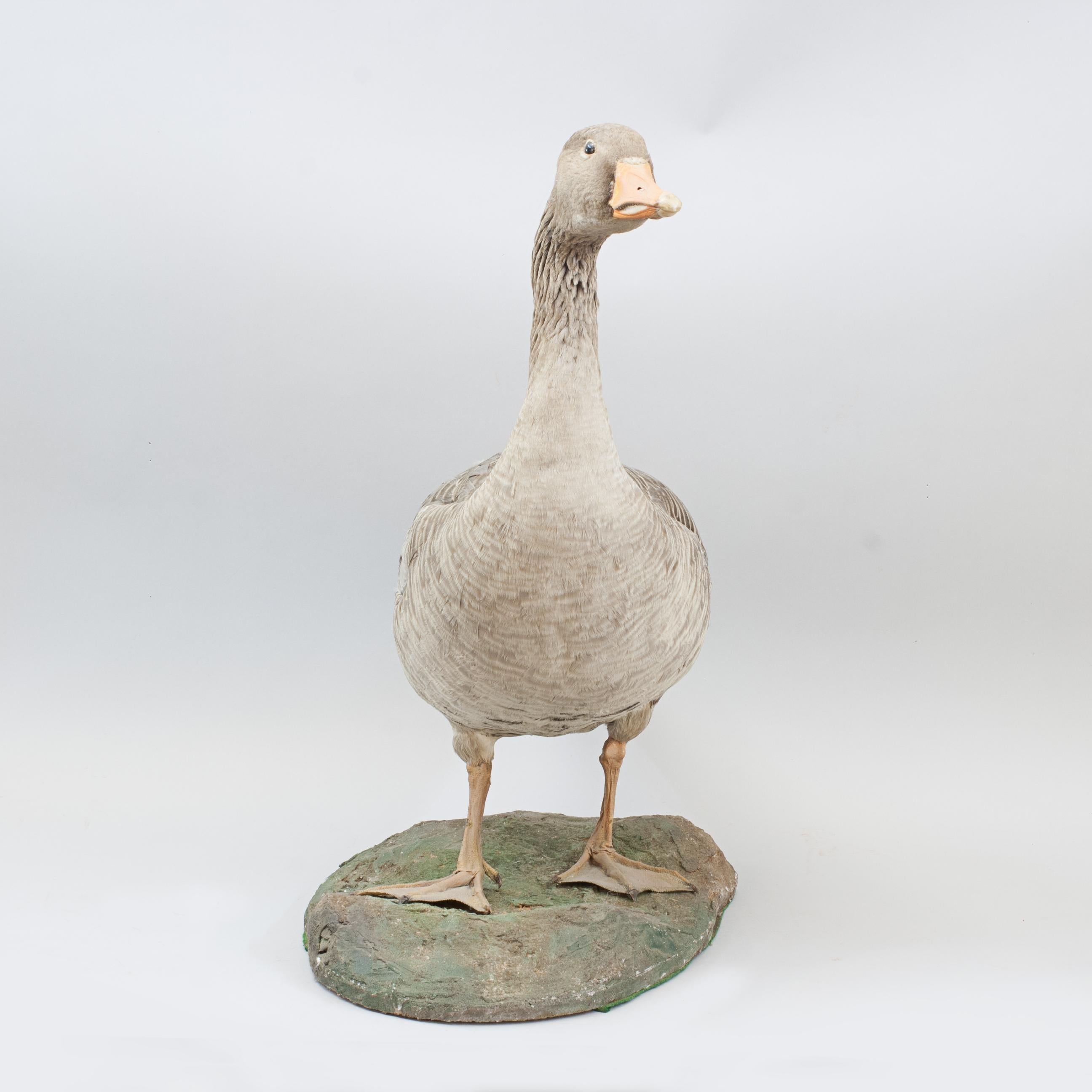 20th Century Vintage Taxidermy Goose For Sale