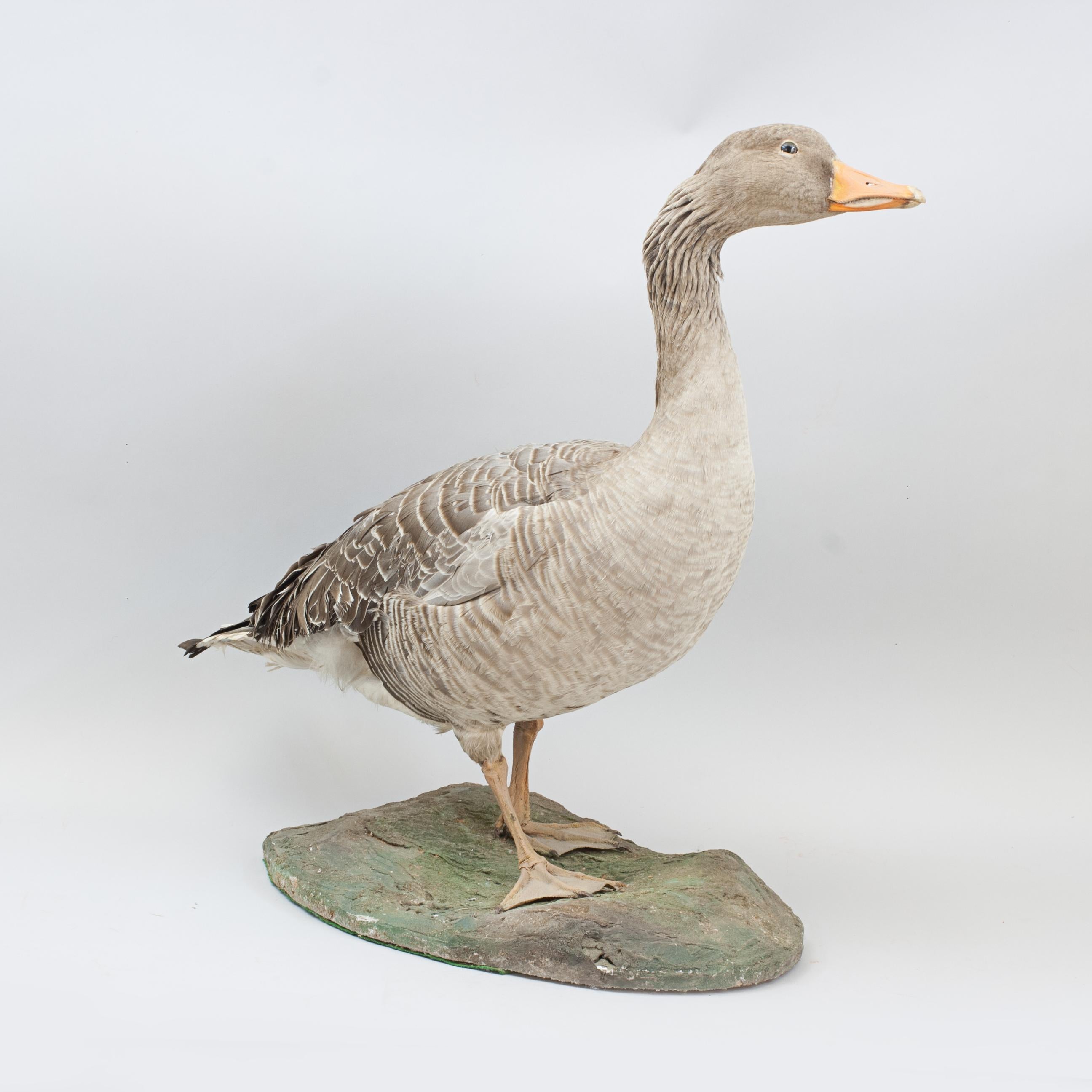 Animal Skin Vintage Taxidermy Goose For Sale