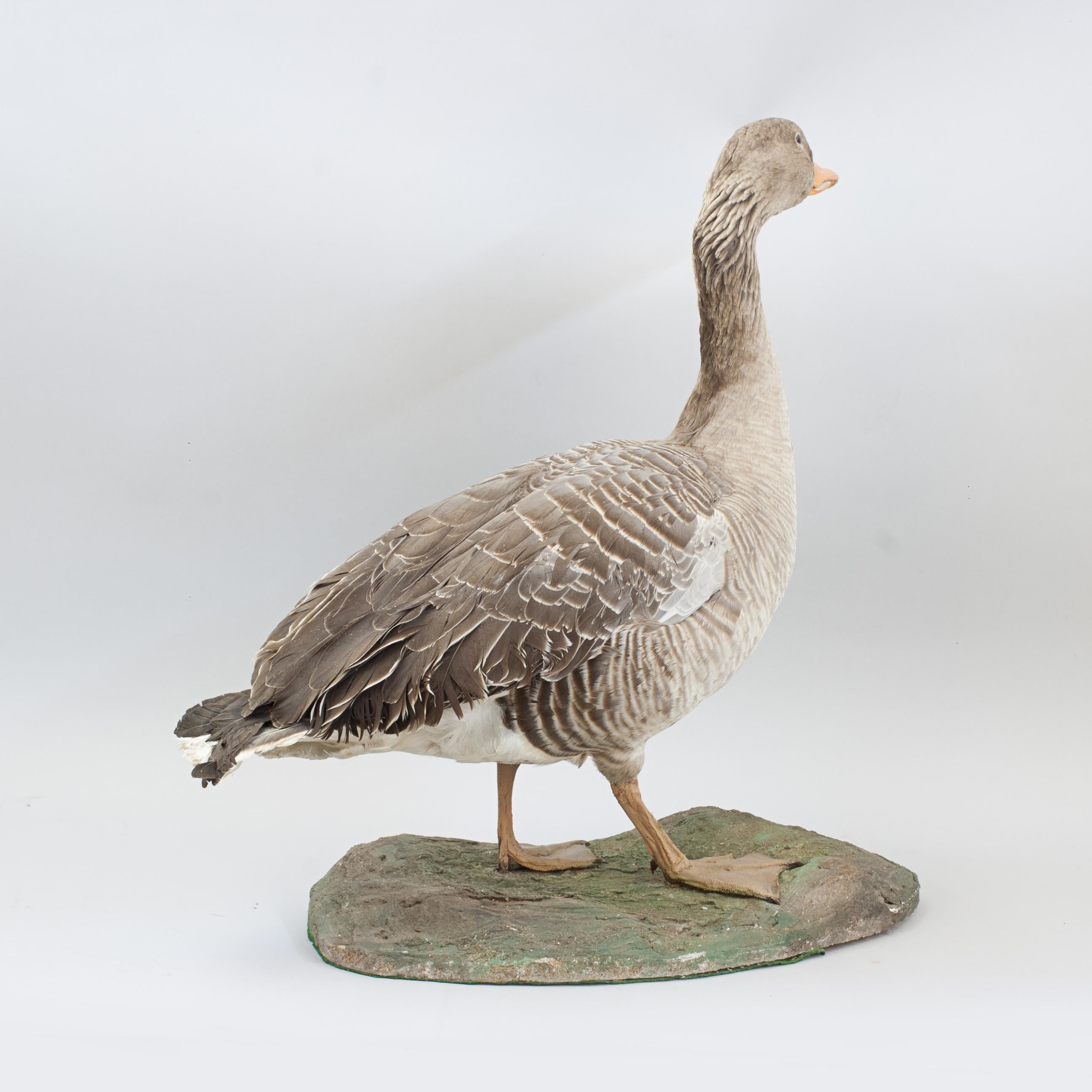 Vintage Taxidermy Goose For Sale 1