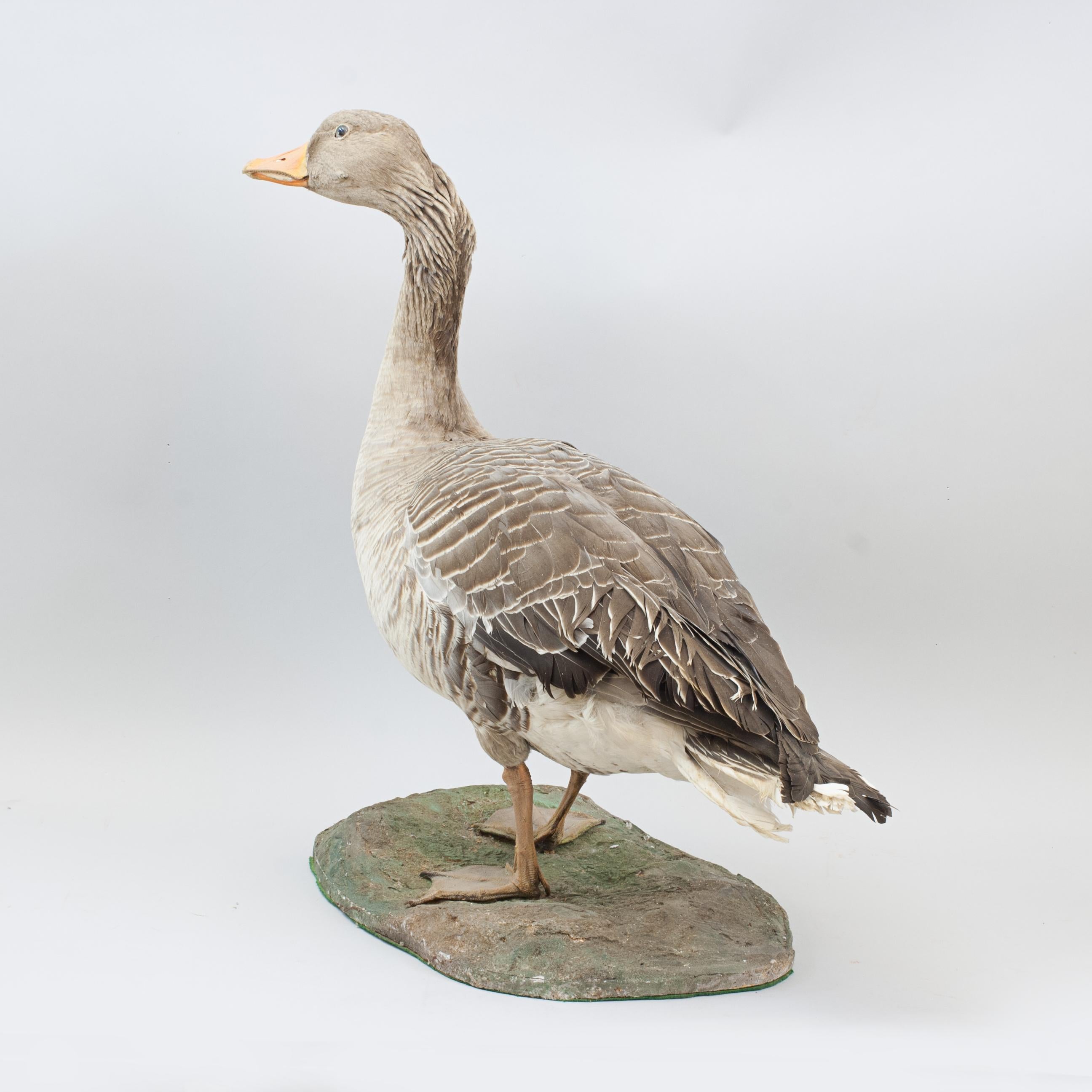 Vintage Taxidermy Goose For Sale 2