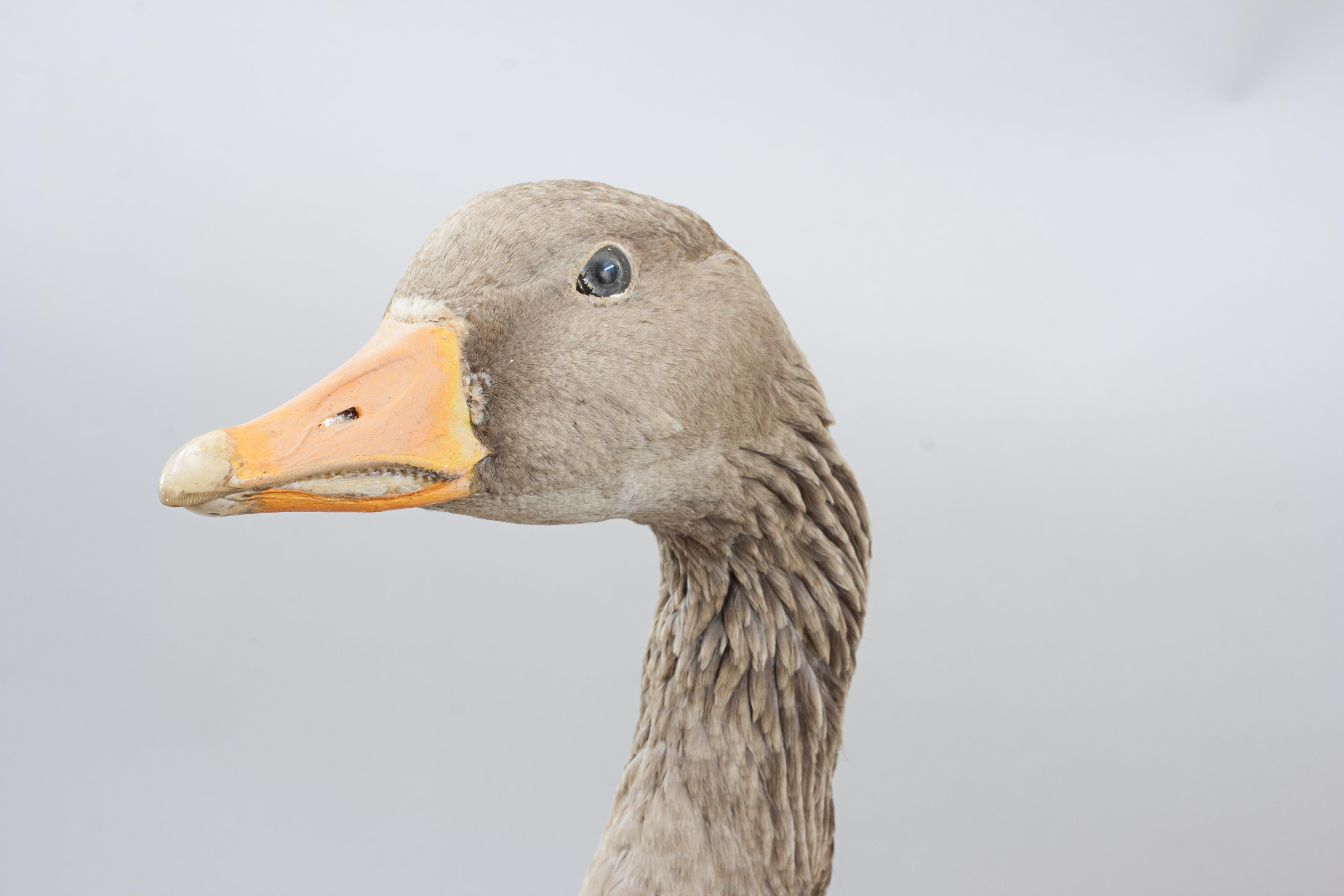Vintage Taxidermy Goose For Sale 3