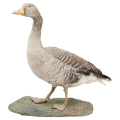 Vintage Taxidermy Goose