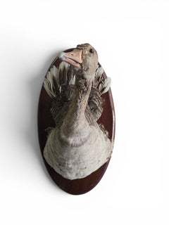 Tête et cou d'oie empaillés vintage, trophée monté sur un socle en bois, XXe siècle