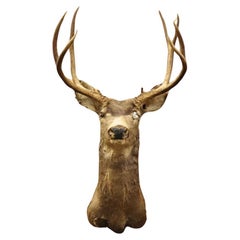 Vintage Taxidermie Großer roter Hirsch Schultermont Geweih Wandschrank Deko-Dekor