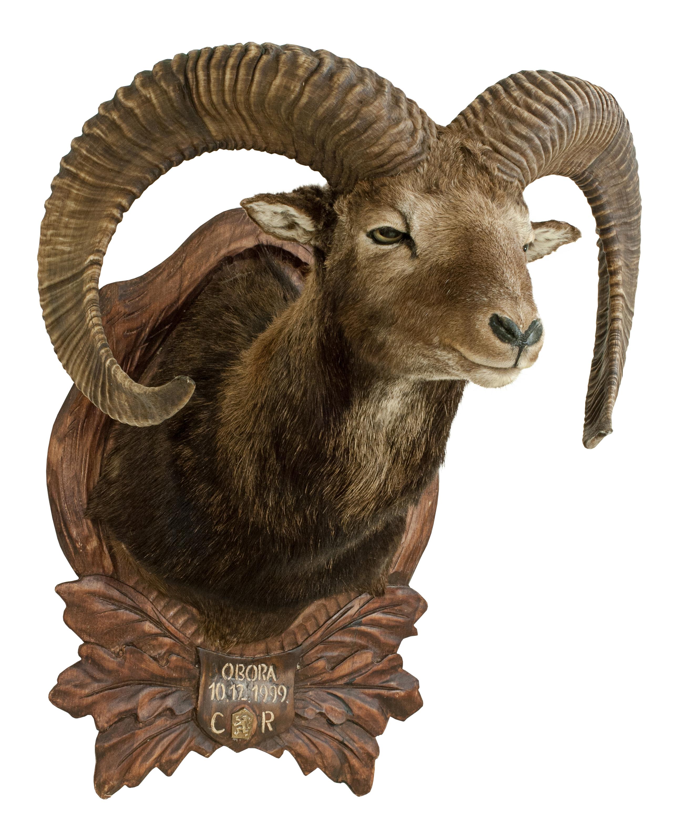 Mounted European Mouflon ram taxidermy shoulder mount.
The Mouflon is mounted onto a wooden shield carved with oak leaves, acorns and a central plaque painted with the inscription 'OBORA, 10.12.1999, CR'. The inscription has been painted over an