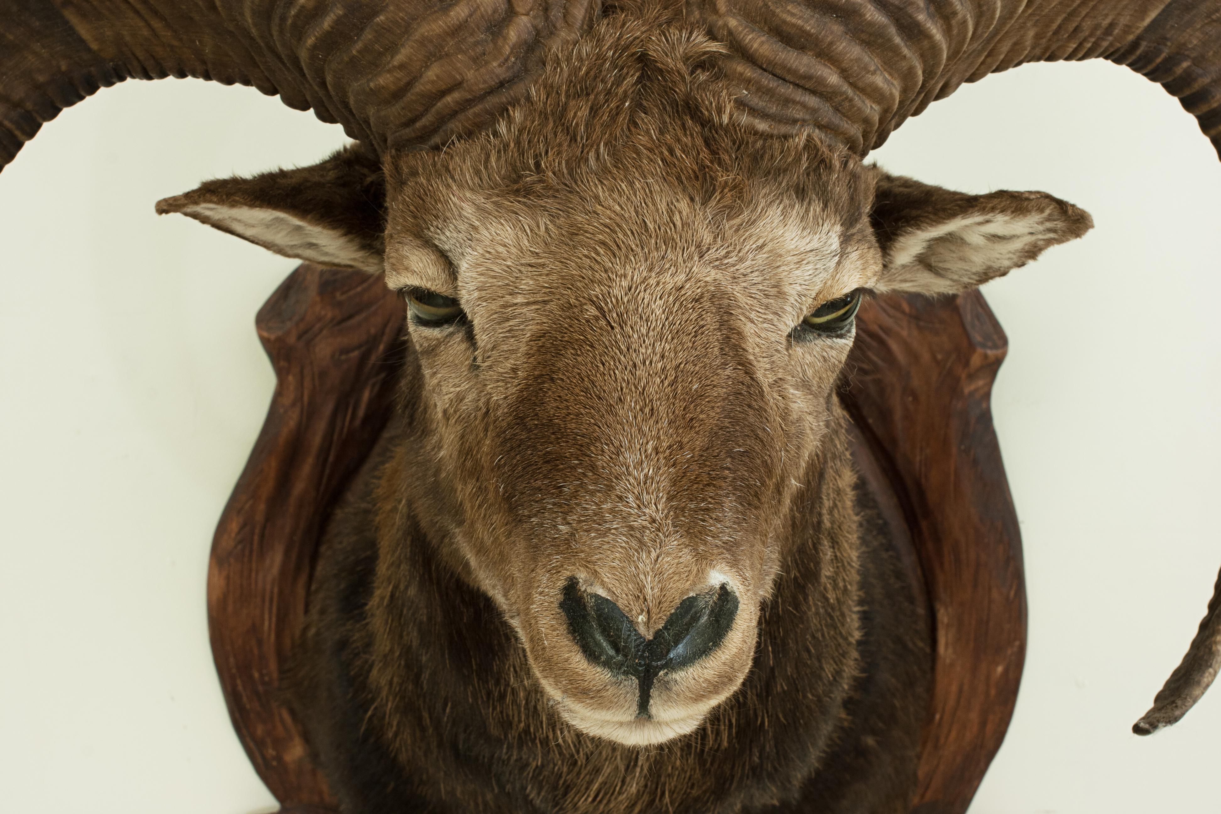 mouflon goat