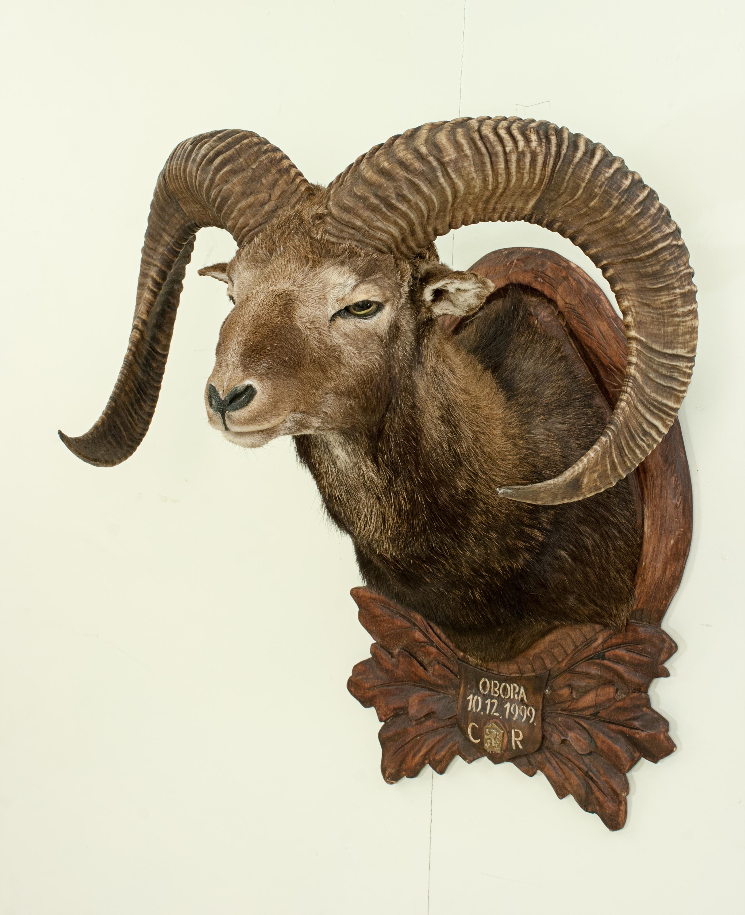Sporting Art Vintage Taxidermy Mouflon Shoulder Mount on Carved Shield, Mountain Goat