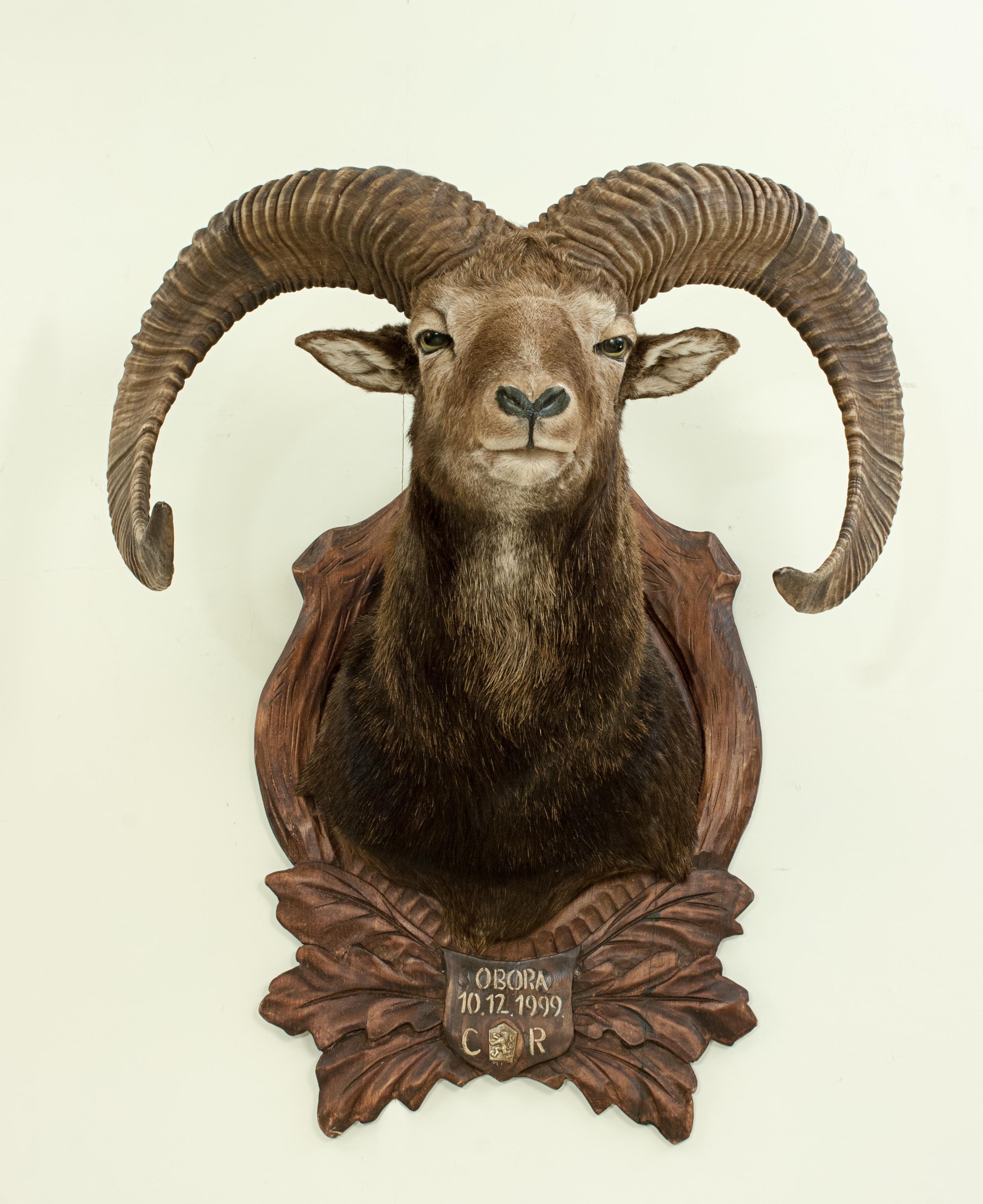European Vintage Taxidermy Mouflon Shoulder Mount on Carved Shield, Mountain Goat
