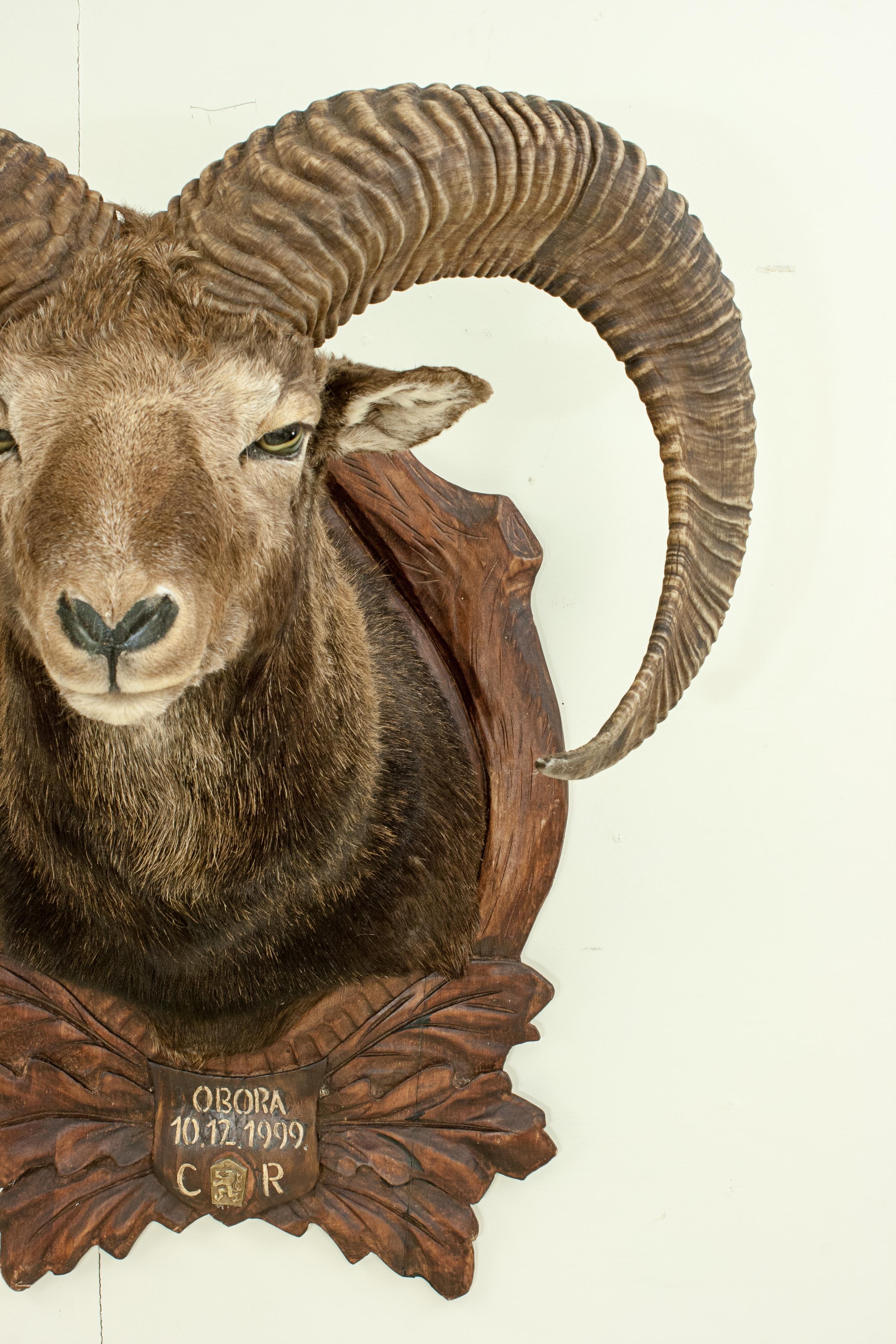 Late 20th Century Vintage Taxidermy Mouflon Shoulder Mount on Carved Shield, Mountain Goat