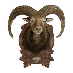 Vintage Taxidermie Mufflon Shoulder Mount auf geschnitzten Schild:: Bergziege