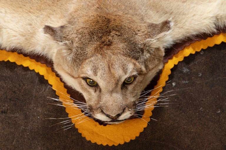 Vintage Taxidermy Mountain Lion Skin Rug For Sale at 1stdibs