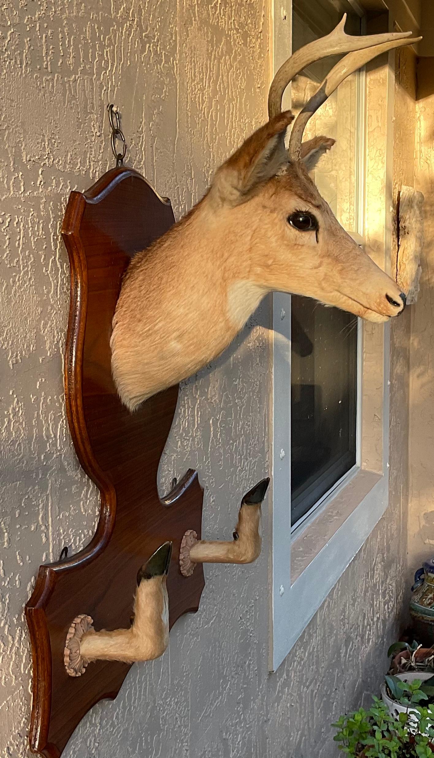 Horn Vintage Taxidermy Mounted Deer Head