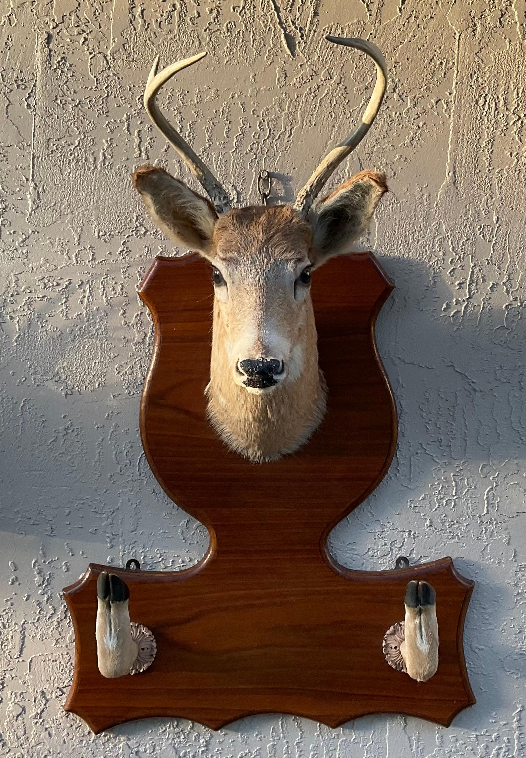 Vintage Taxidermy Mounted Deer Head 1