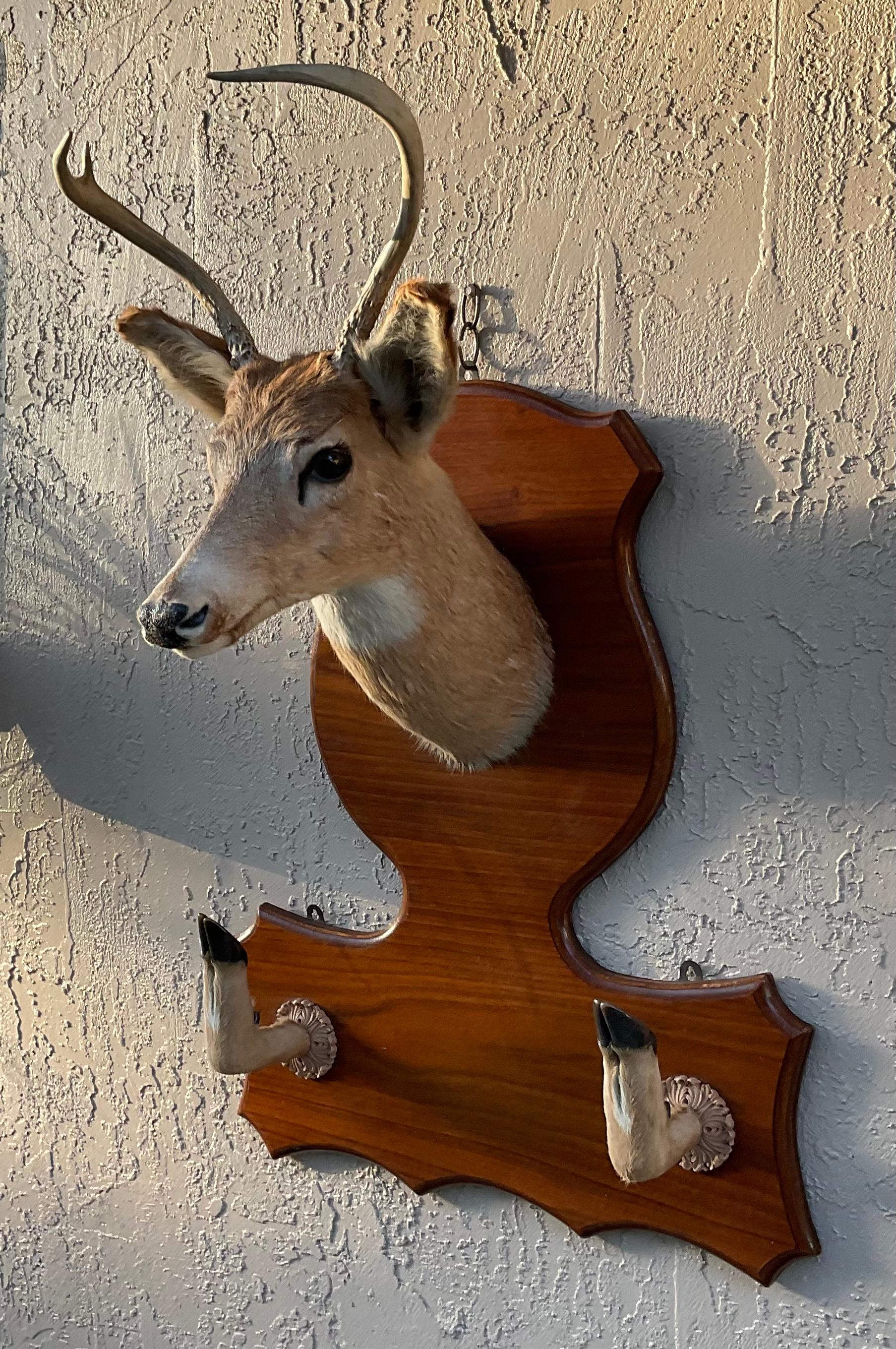 Vintage Taxidermy Mounted Deer Head 2