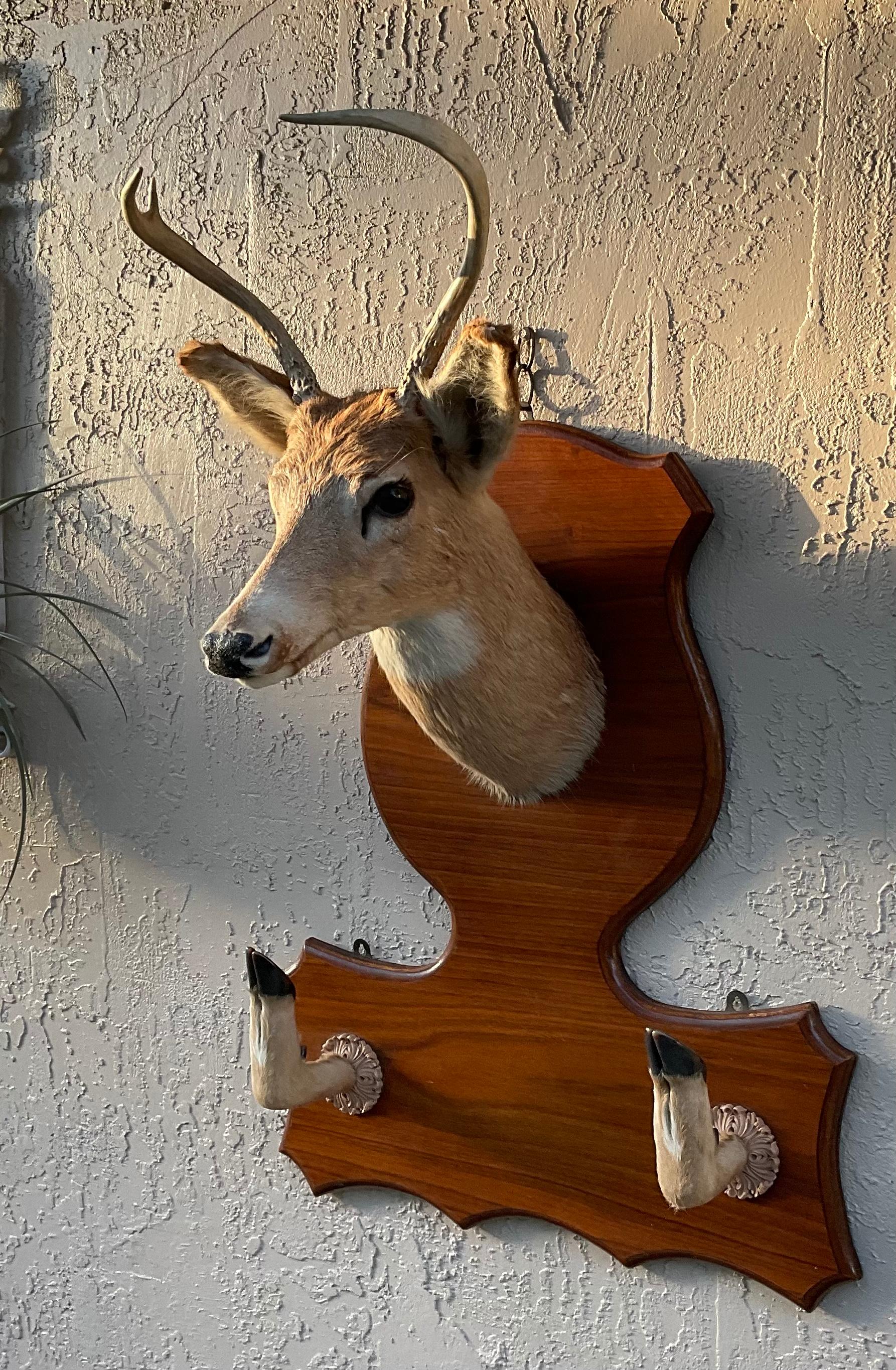 Vintage taxidermy deer head, set looking straight ahead on decorative wood backboard, two original legs are mounted in the bottom of the backboard.