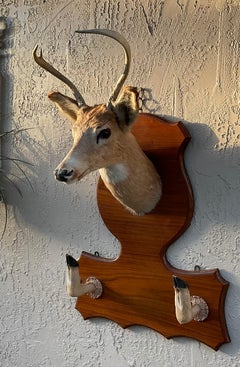 Vintage Taxidermy Mounted Deer Head