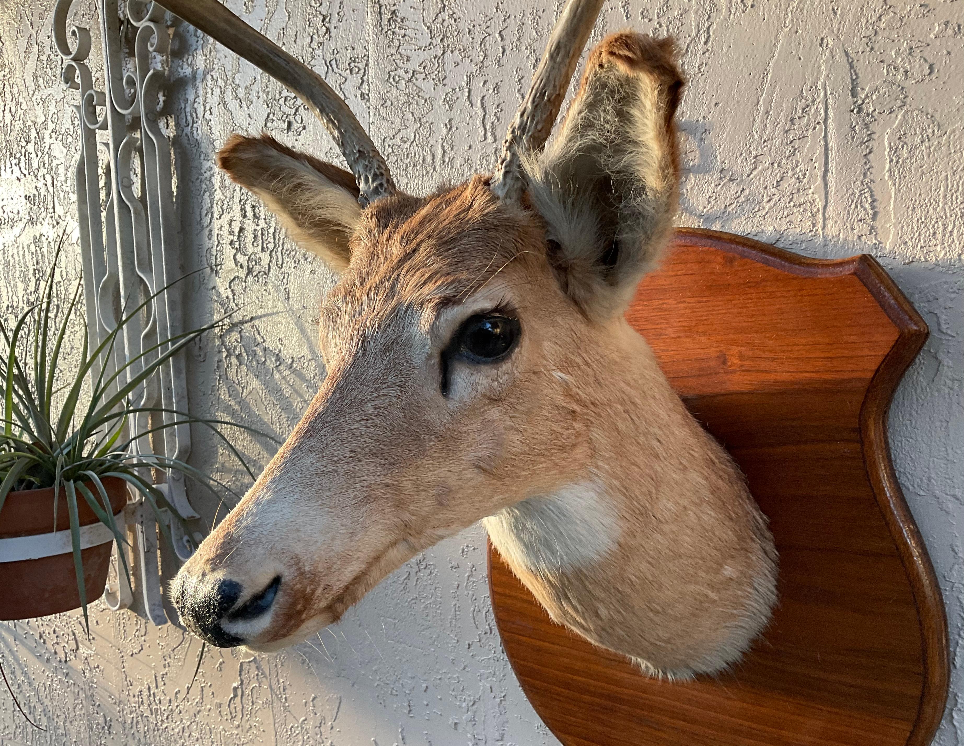deer heads for sale