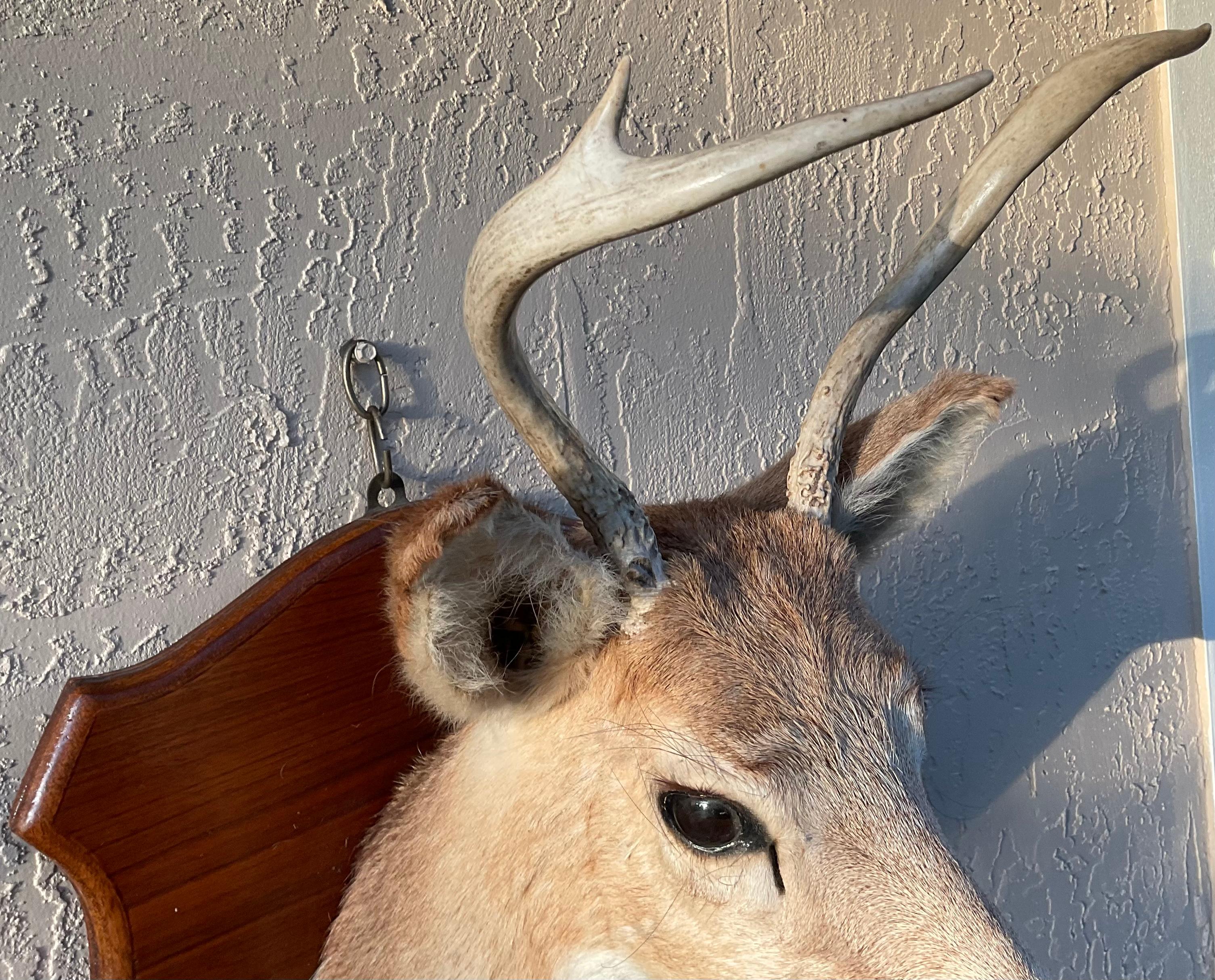 American Vintage Taxidermy Mounted Deer Head